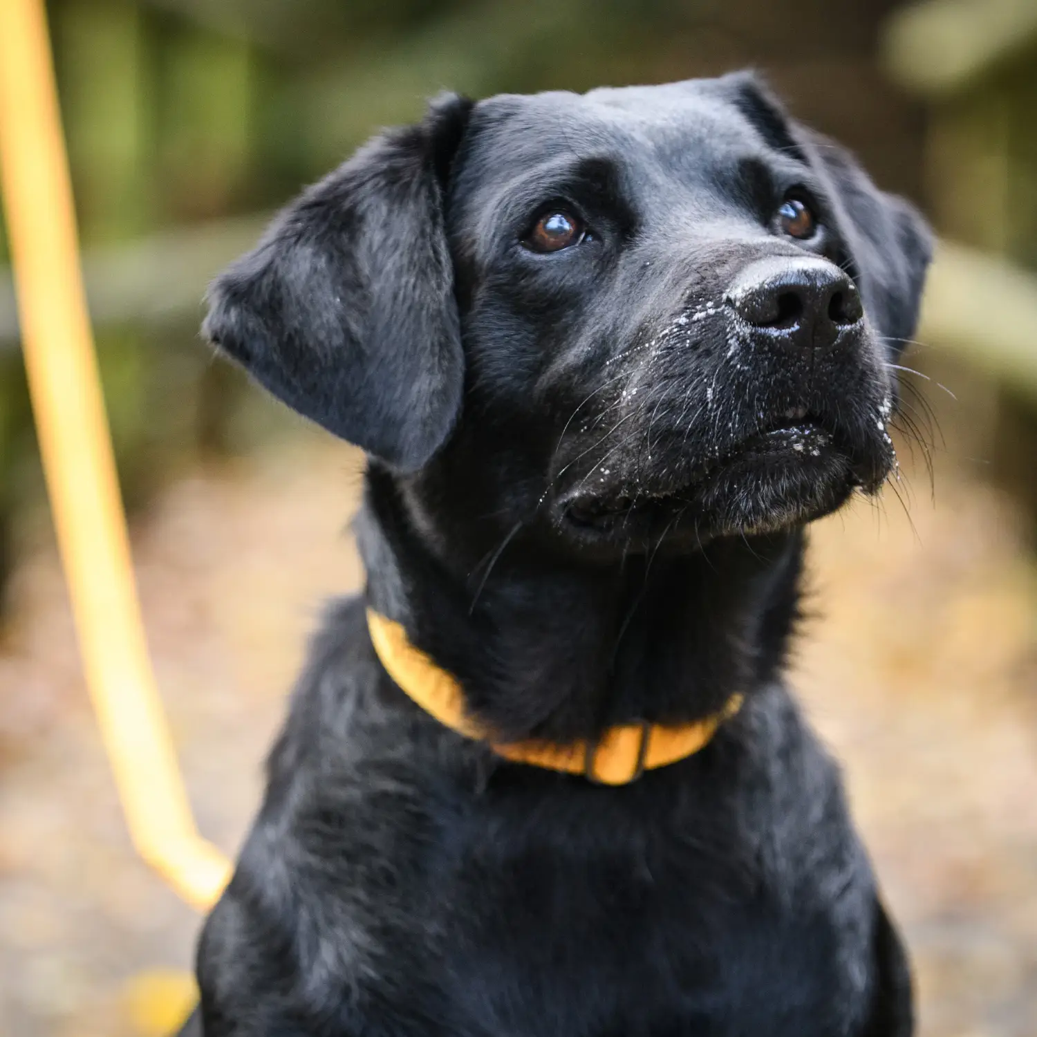 Collar Linum Freedog - Image 4