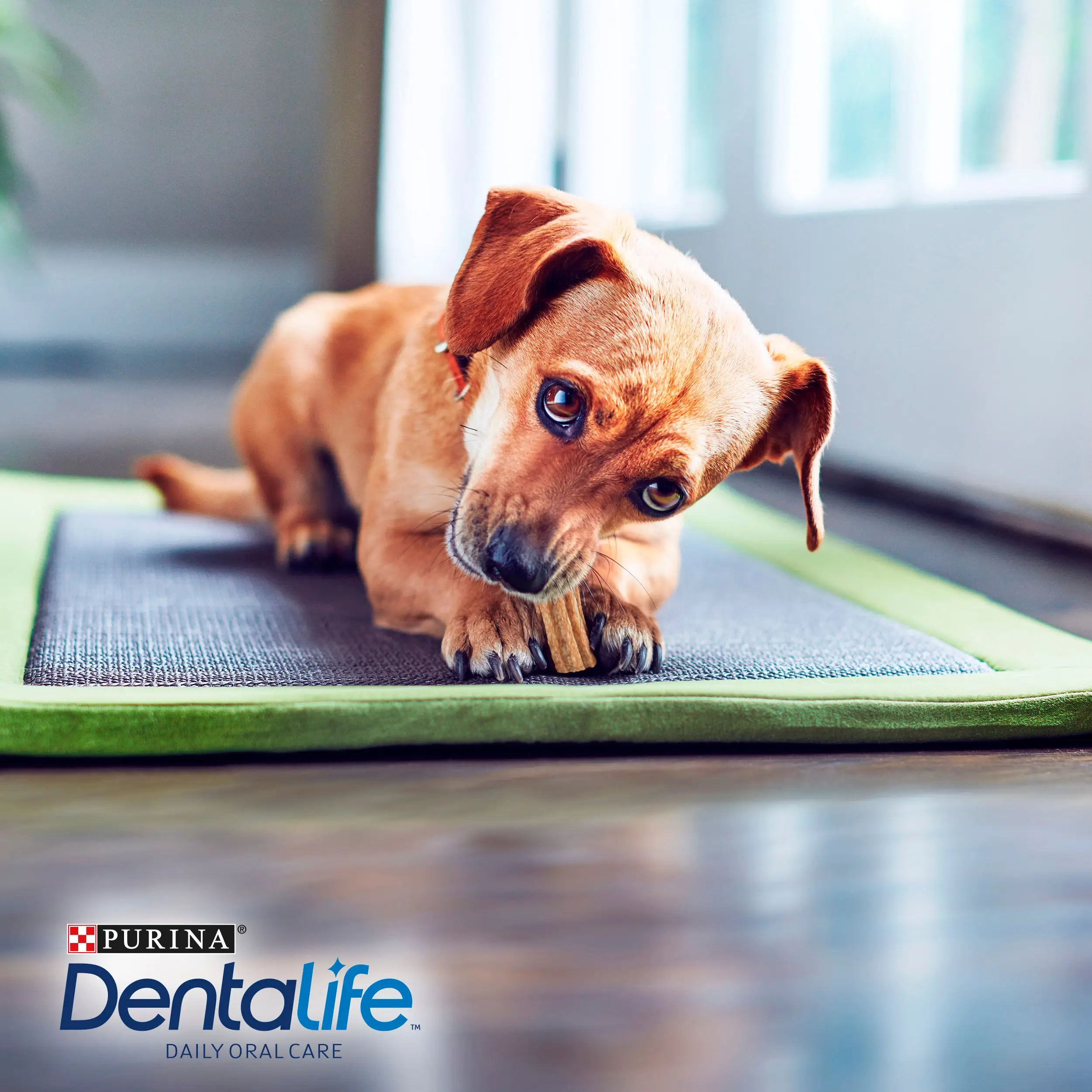 Dentalife Dog Extra Mini 7 Sticks - Image 7