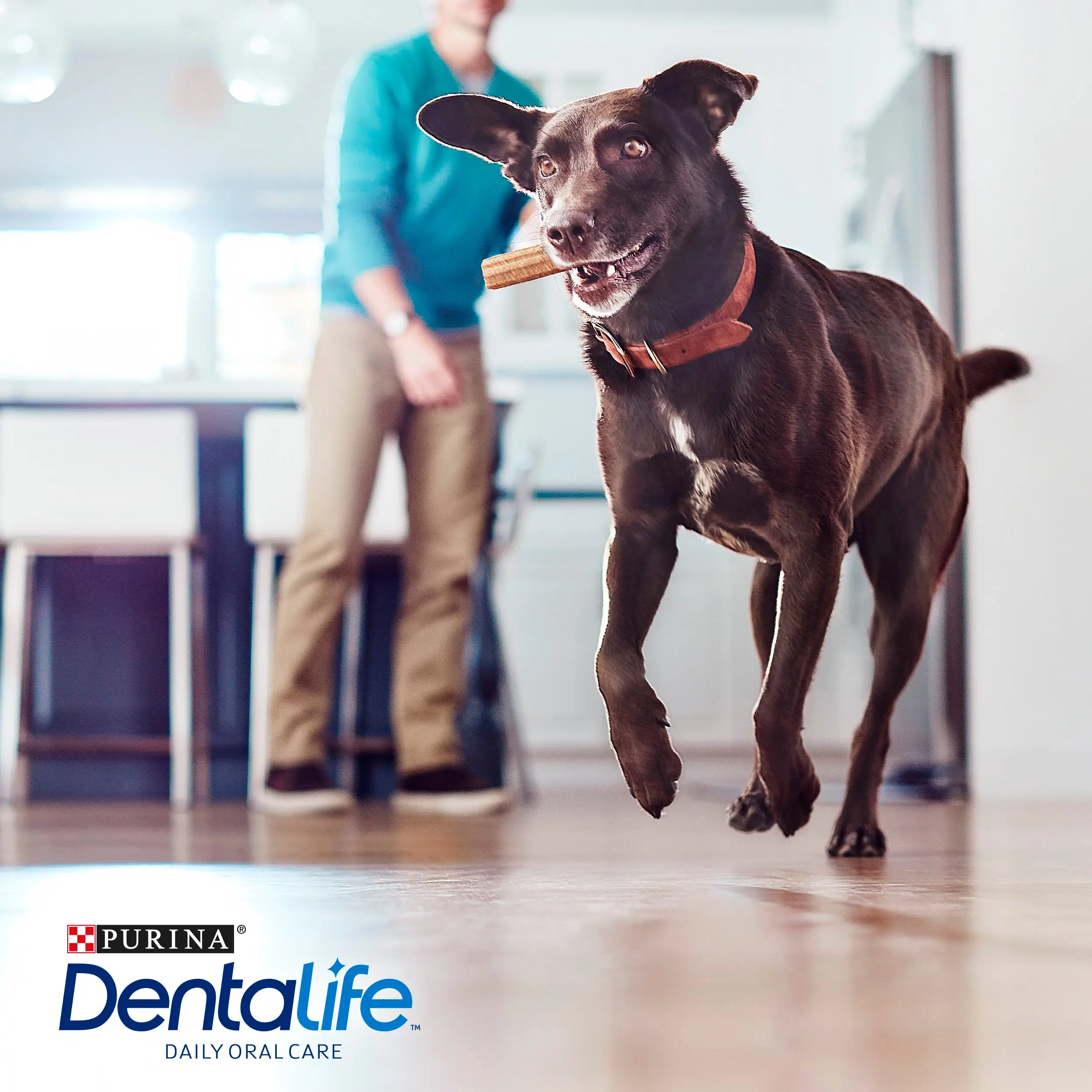 Dentalife Dog Large 4 Sticks - Image 7