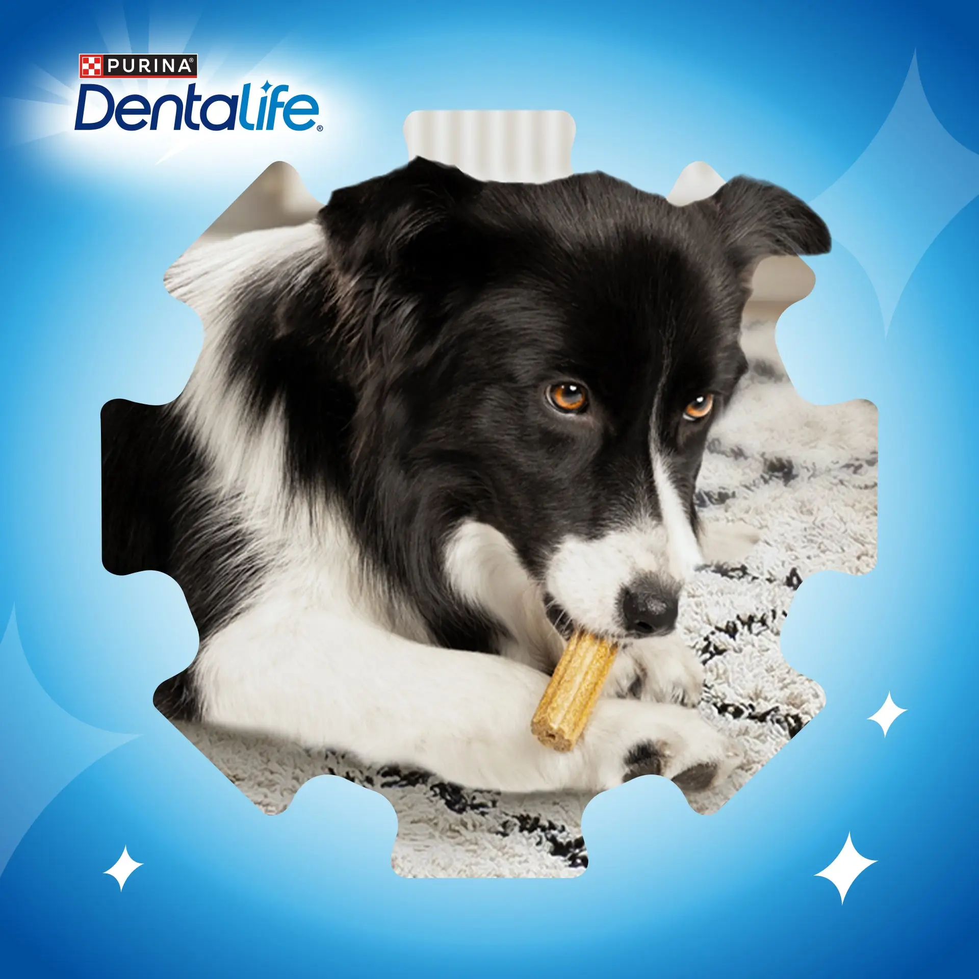 Dentalife Dog Medium 42 Sticks - Image 7