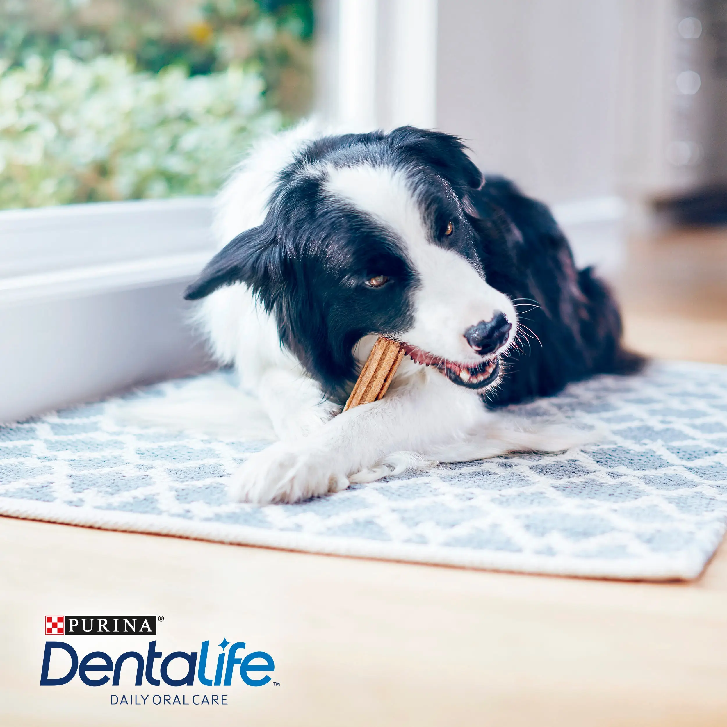 Dentalife Dog Medium 5 Sticks - Image 7