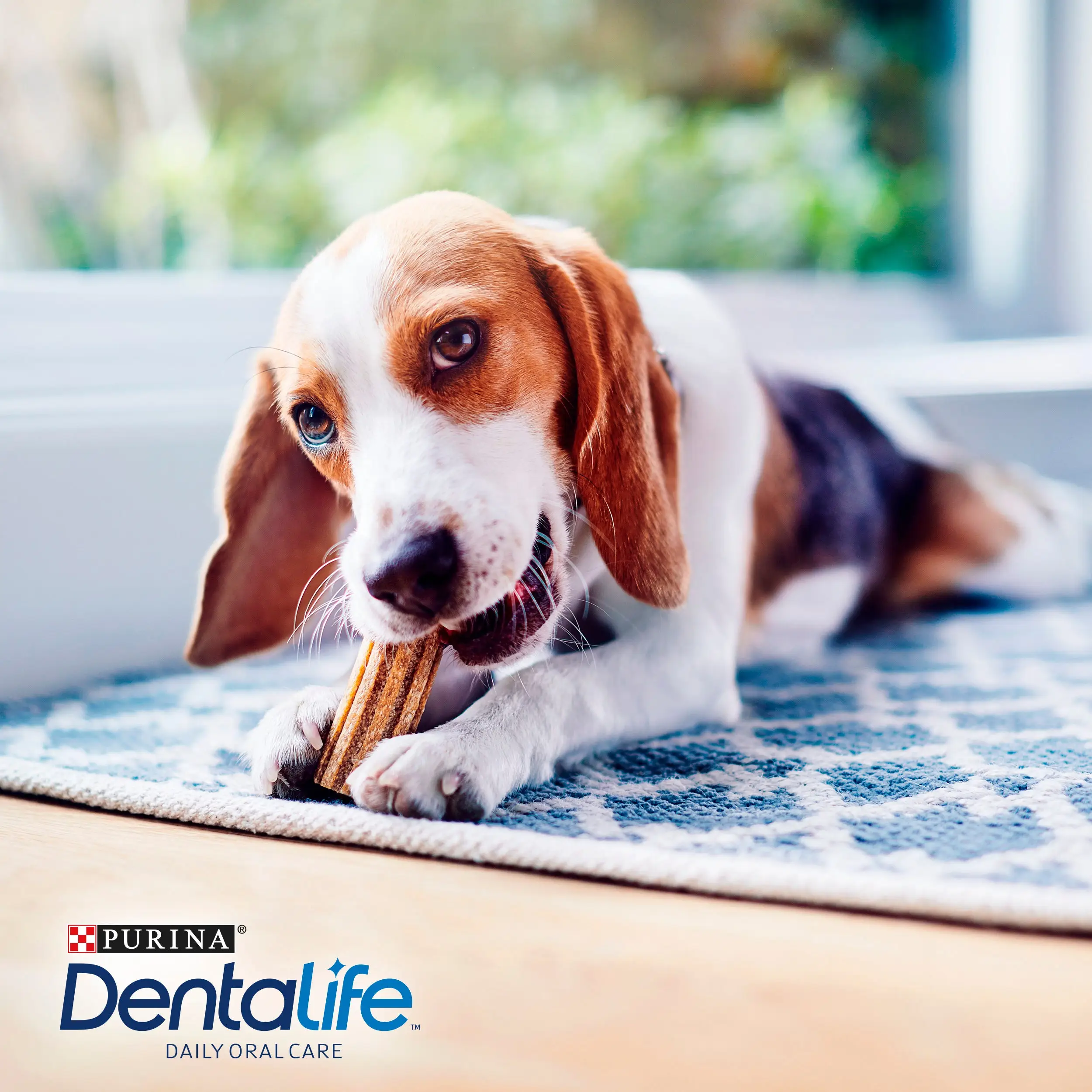 Dentalife Dog Small 7 Sticks - Image 6