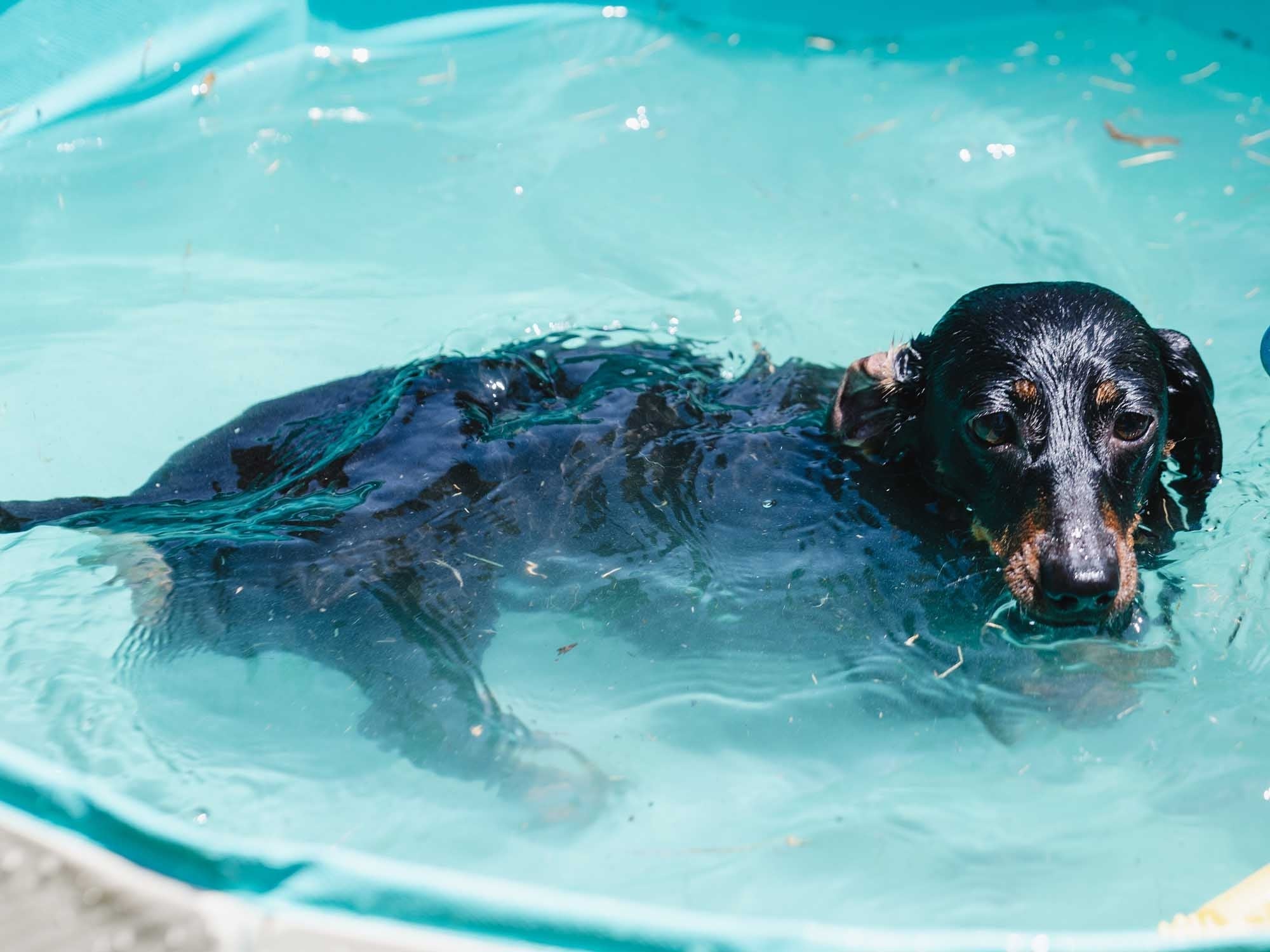 Freedog Piscina Antideslizante para Perros - Image 4