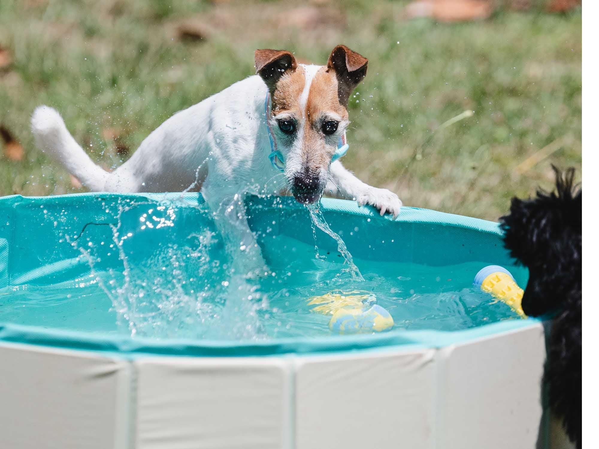 Freedog Piscina Antideslizante para Perros - Image 5