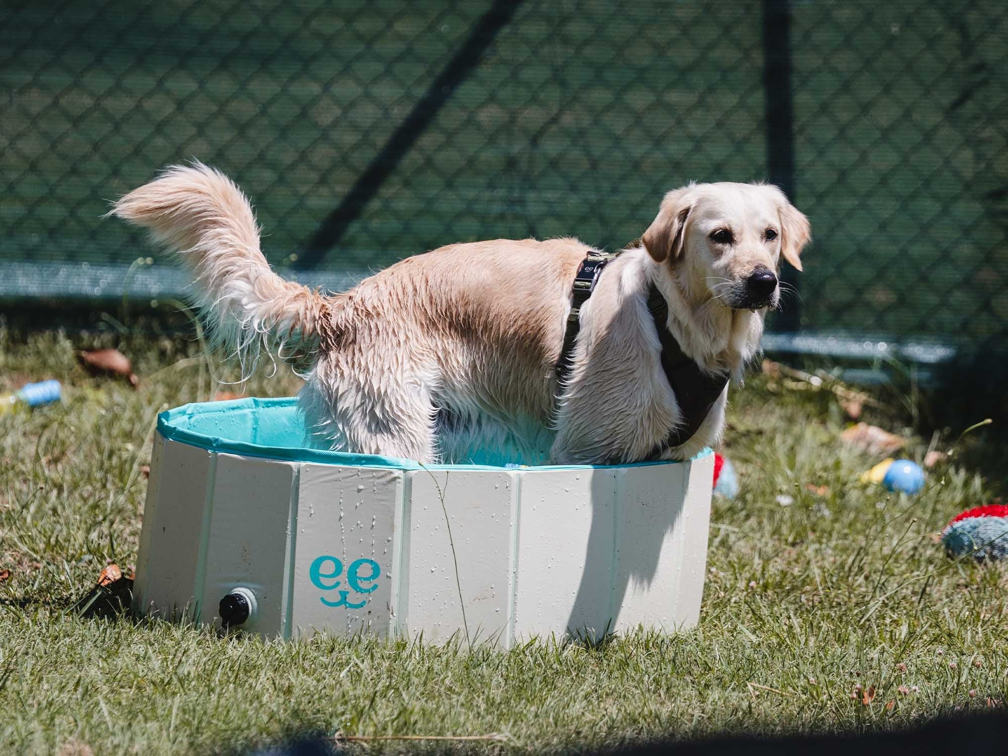 Freedog Piscina Antideslizante para Perros - Image 6