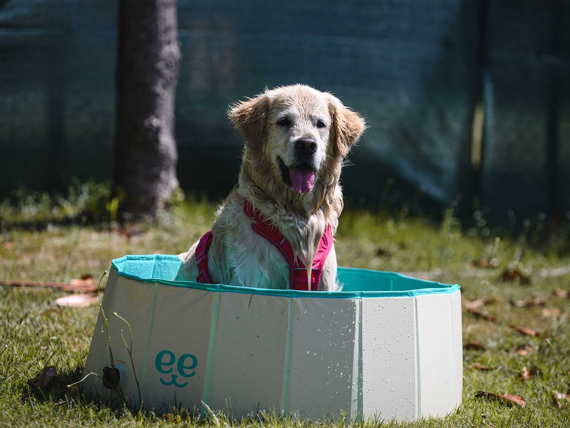 Freedog Piscina Antideslizante para Perros - Image 7
