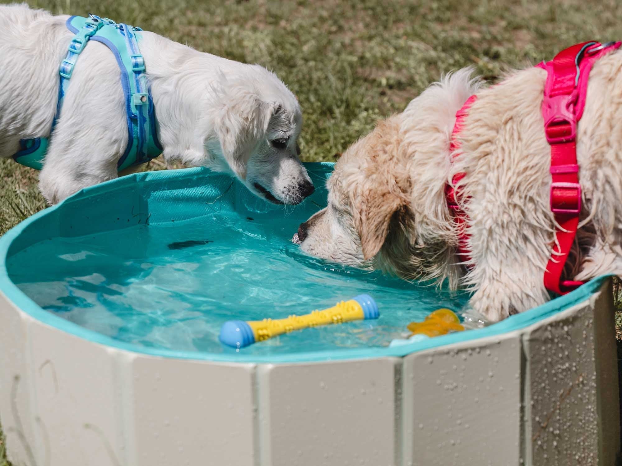 Freedog Piscina Antideslizante para Perros - Image 8