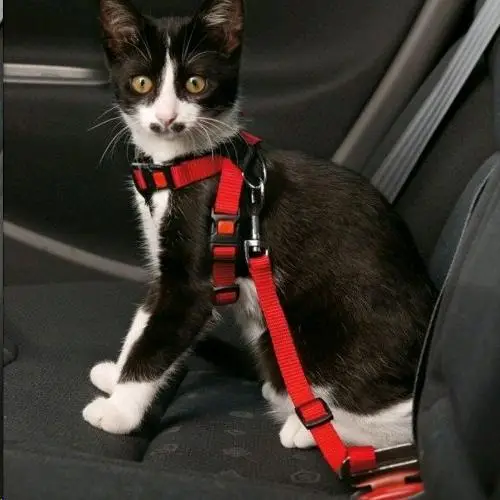 Flamingo Arnés Seguridad Coche Para Gatos 44,5-46 cmx25Mm