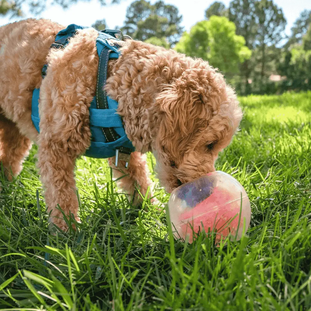 Nina Ottosson Rumble Puzzle Interactivo para perros - Image 2