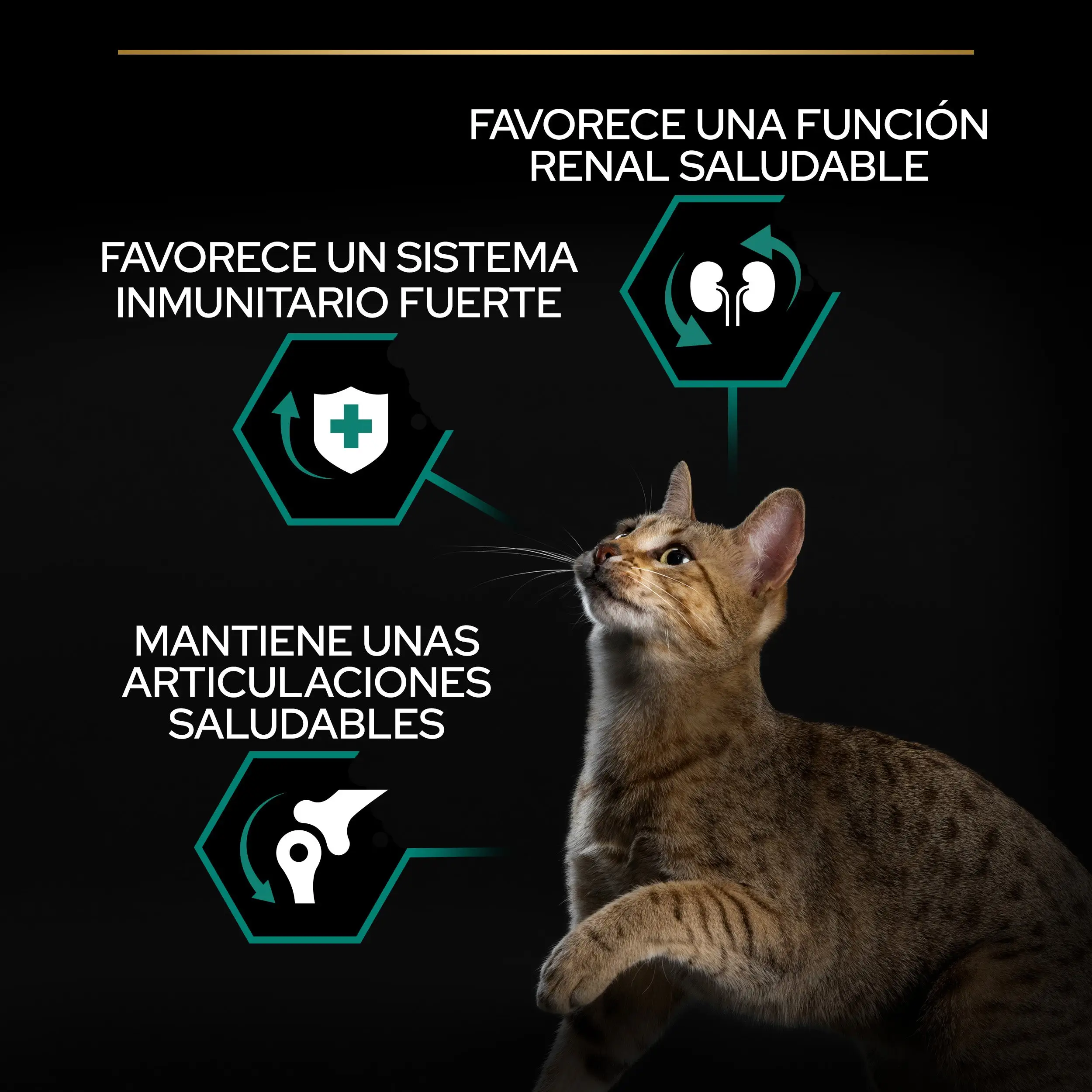 Pro Plan Cat Adult Renal+ Pollo 1,5 kg - Image 4