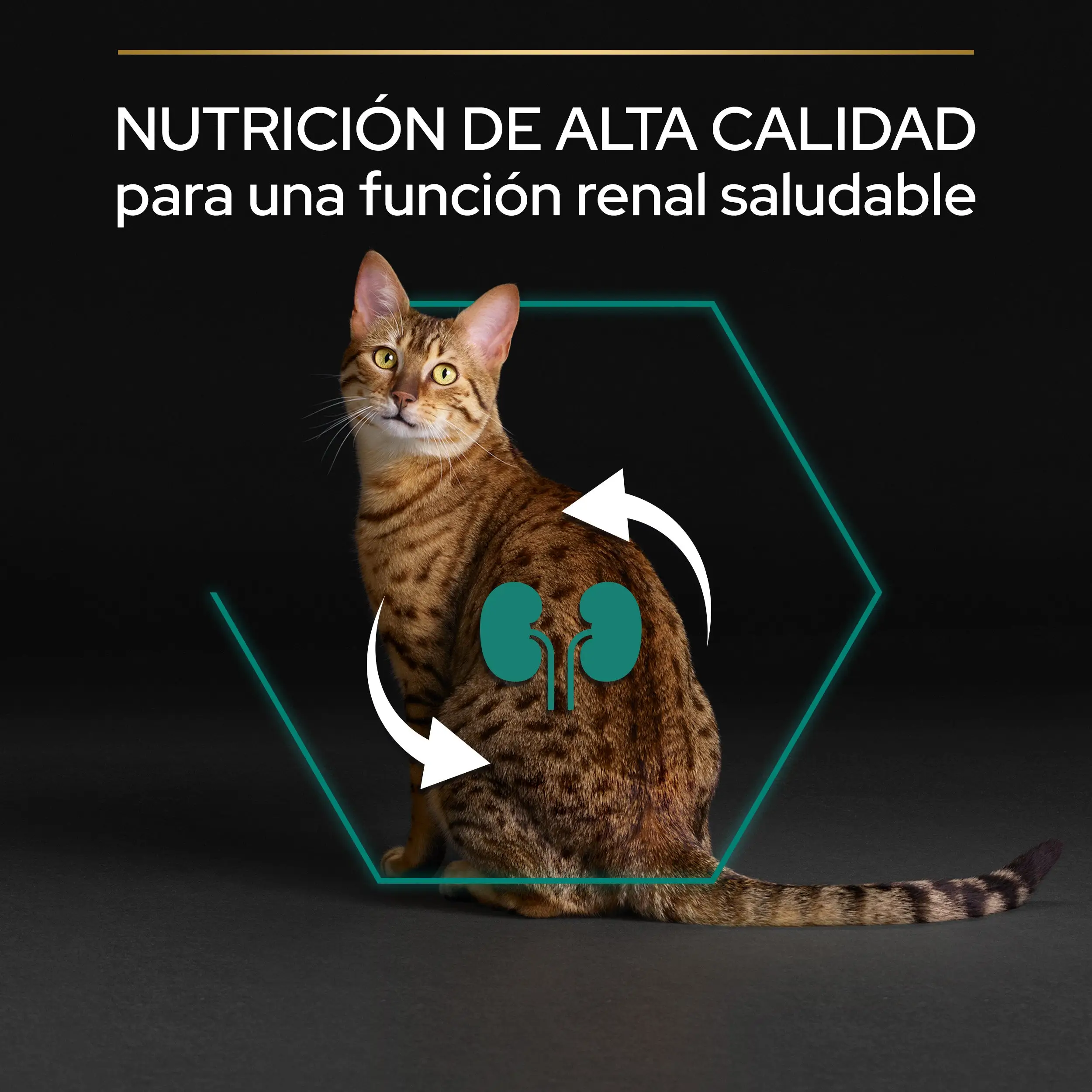 Pro Plan Cat Adult Renal+ Pollo 10 kg - Image 5