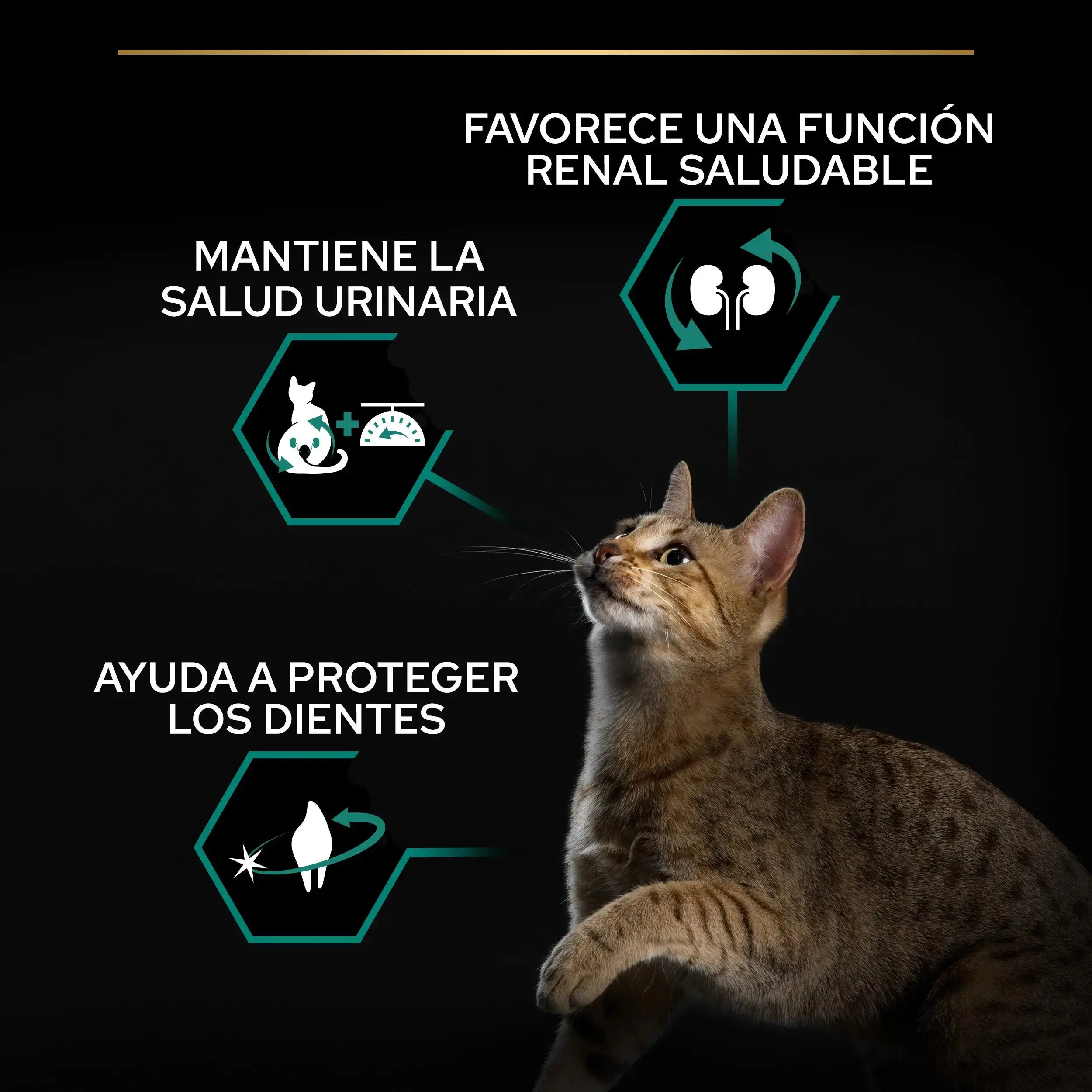 Pro Plan Cat Sterilized Adult Renal+ Pavo 3 kg - Image 4
