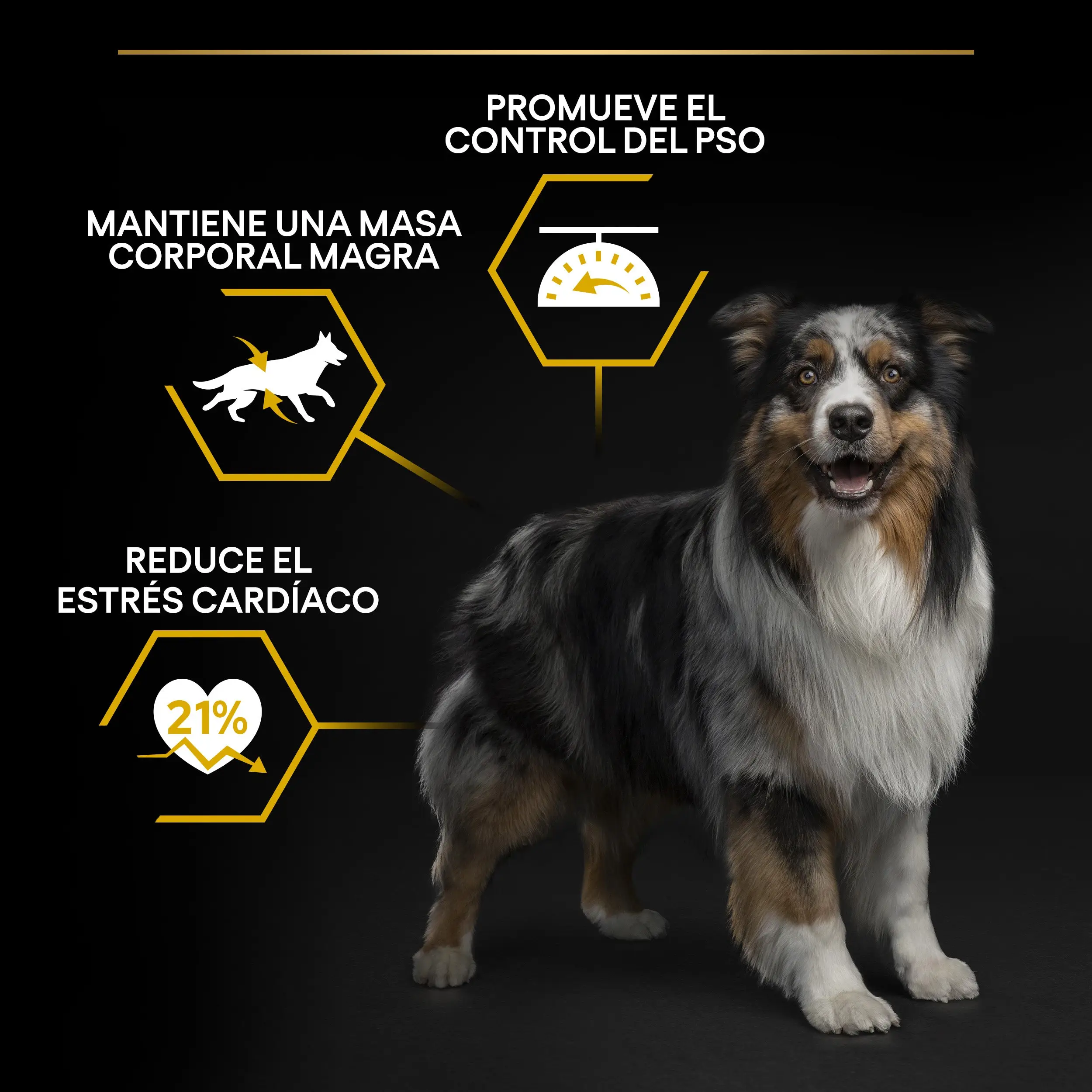 Pro Plan Dog Allsize Adult Light Sterilized Pollo Pienso para Perros - Image 10