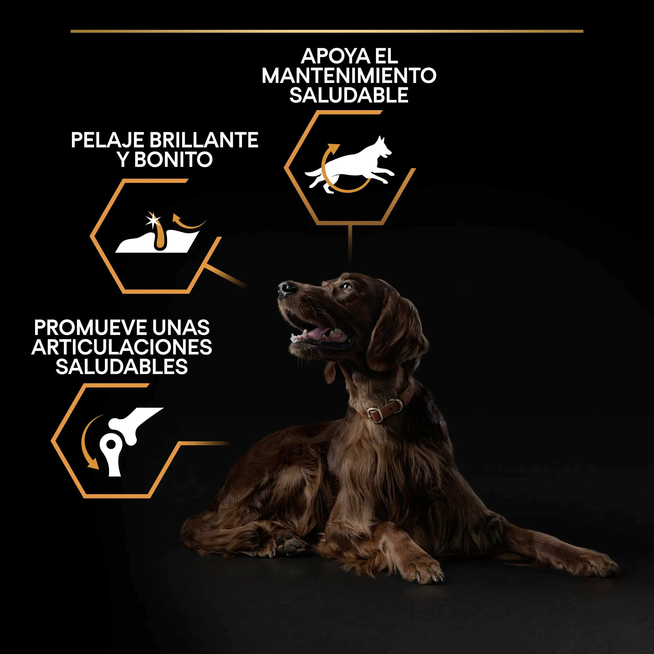 Pro Plan Dog Large Athletic Adult Pollo 14 kg+2,5 kg gratis - Image 10