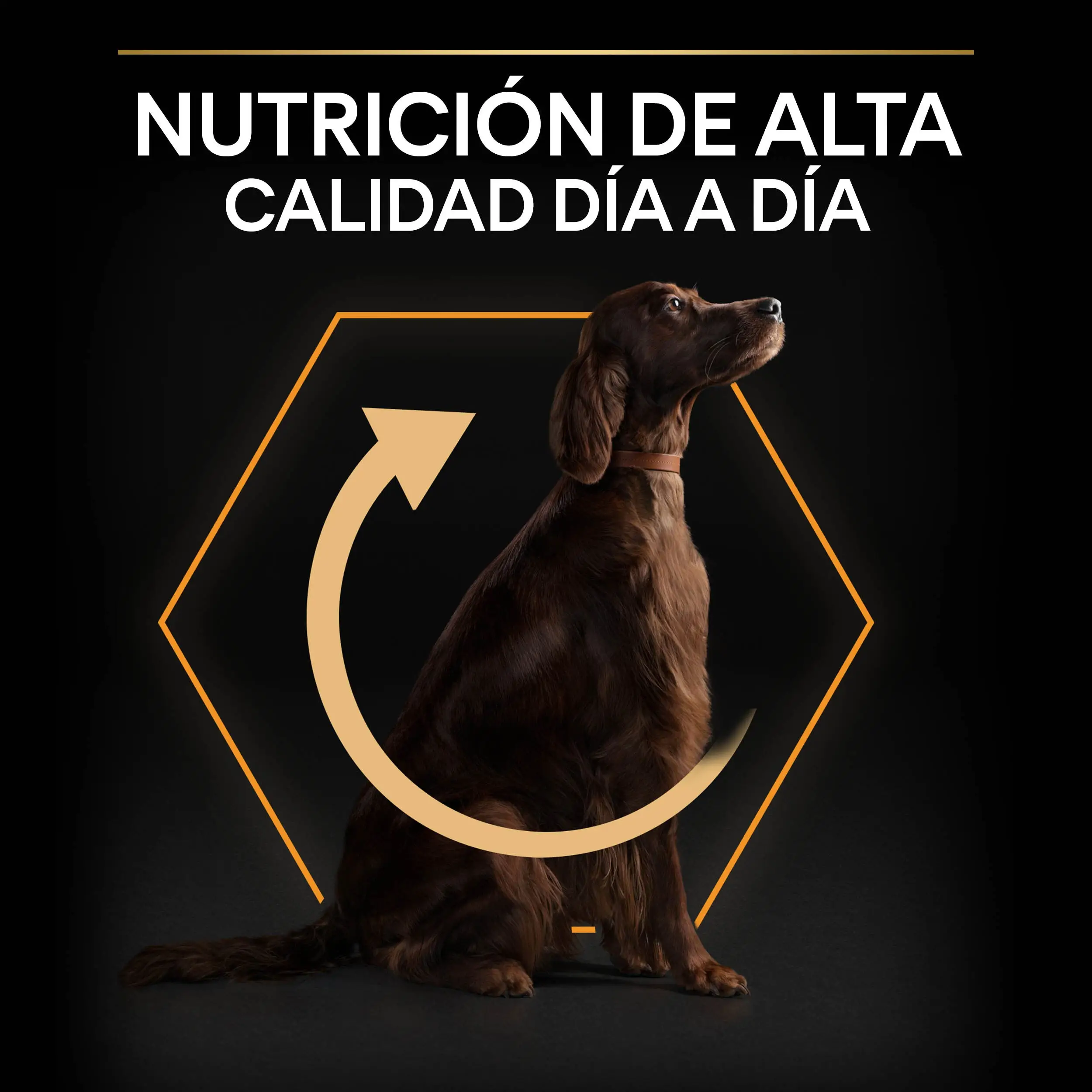 Pro Plan Dog Large Athletic Adult Pollo 14 kg+2,5 kg gratis - Image 8