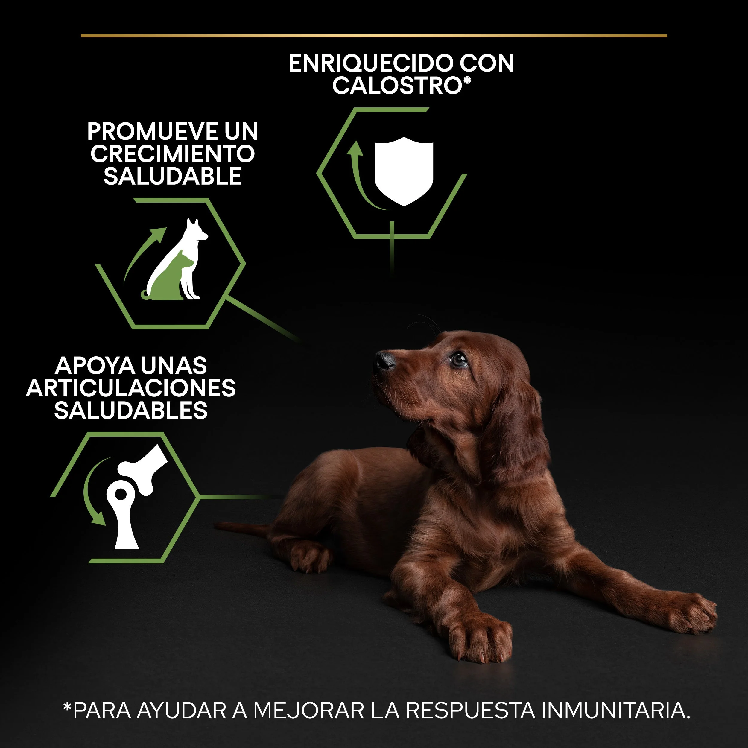 Pro Plan Dog Large Athletic Puppy Start Pollo Pienso para Cachorros - Image 4