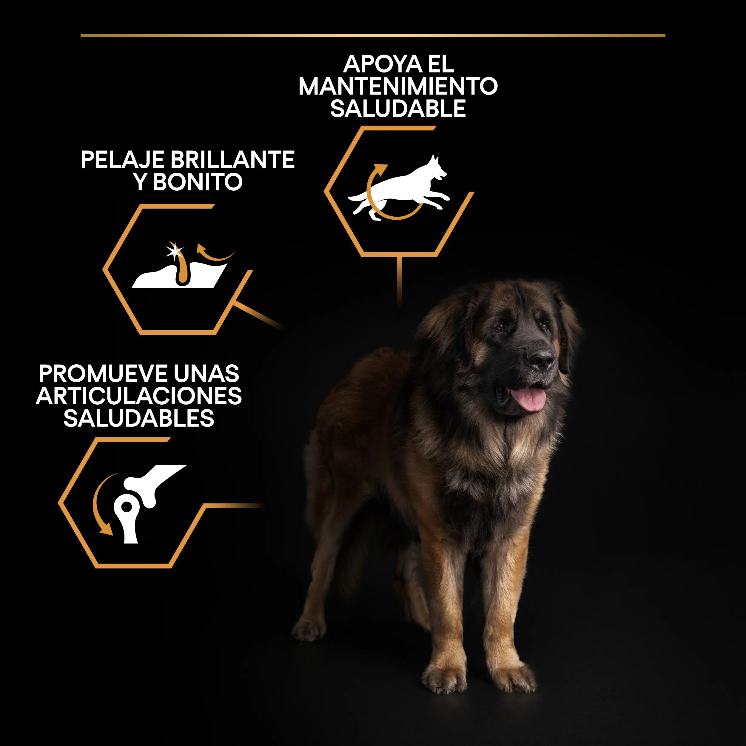 Pro Plan Dog Large Robust Adult Pollo 14 kg - Image 4