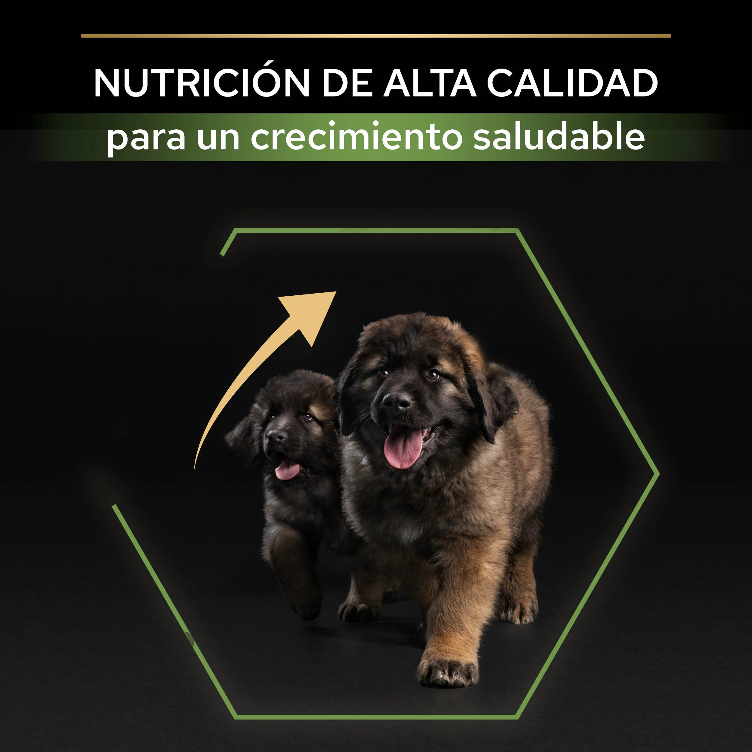 Pro Plan Dog Large Robust Puppy Start Pollo Pienso para Cachorros - Image 5
