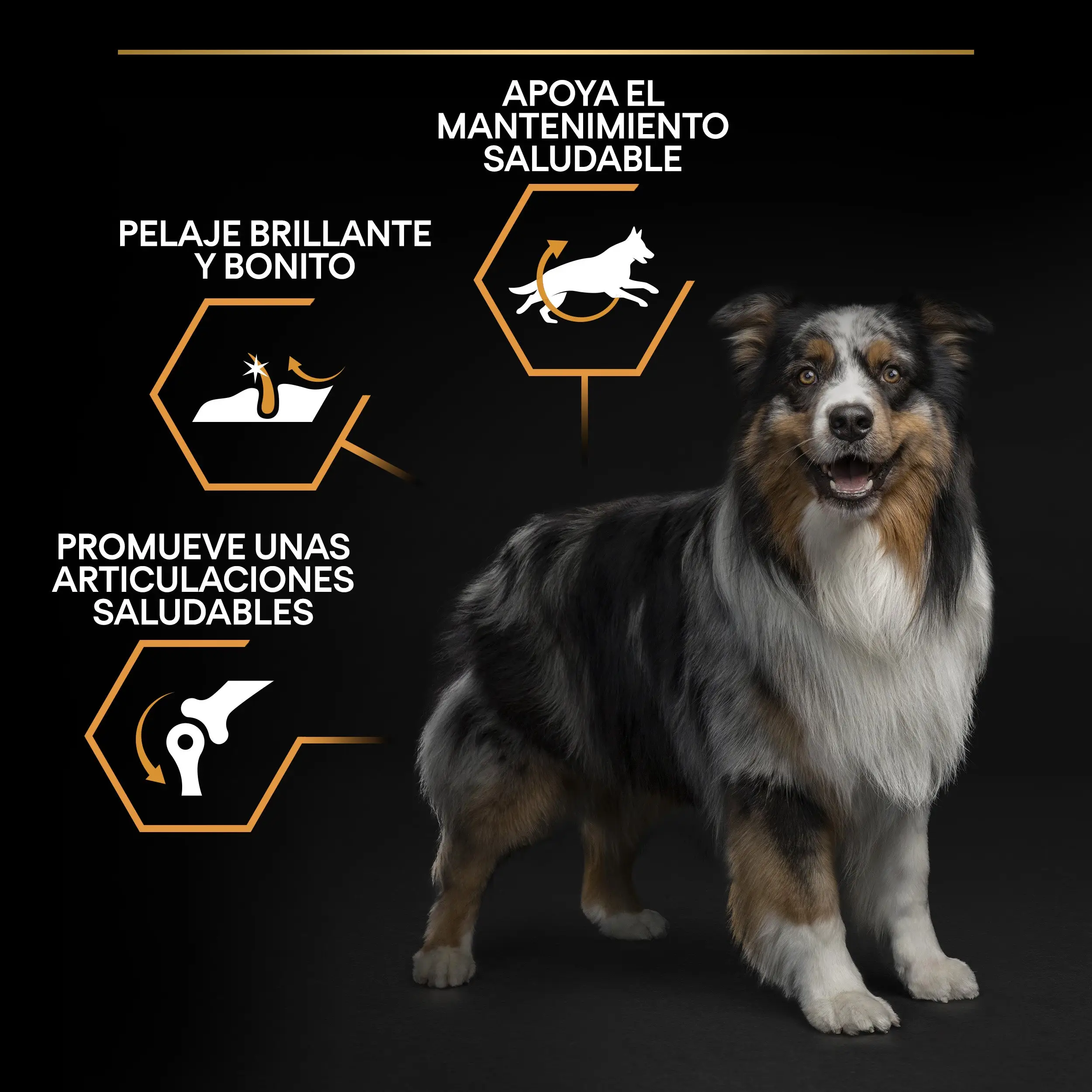 Pro Plan Dog Medium Adult Pollo 14 kg+2,5 kg gratis - Image 9