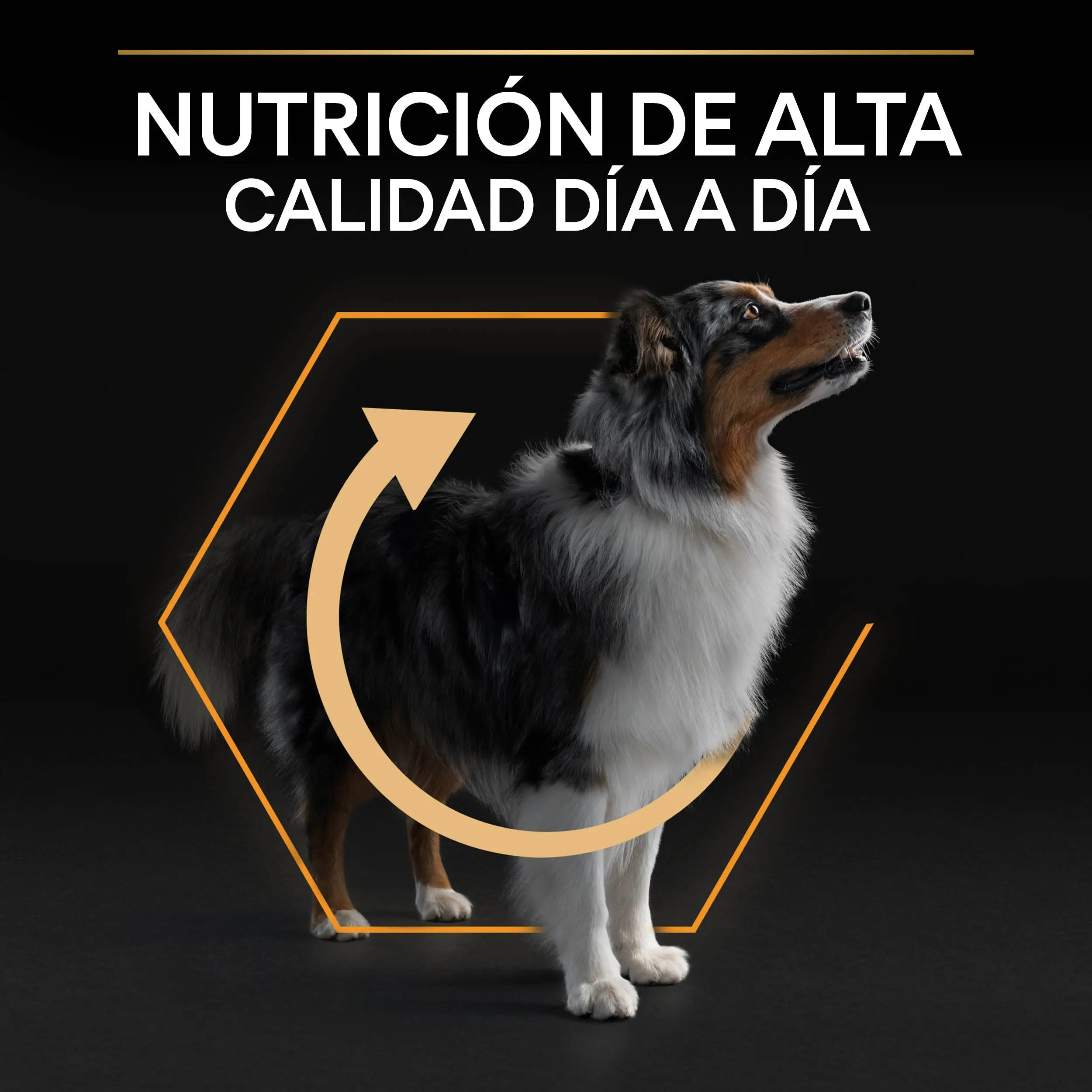 Pro Plan Dog Medium Adult Pollo 14 kg - Image 9