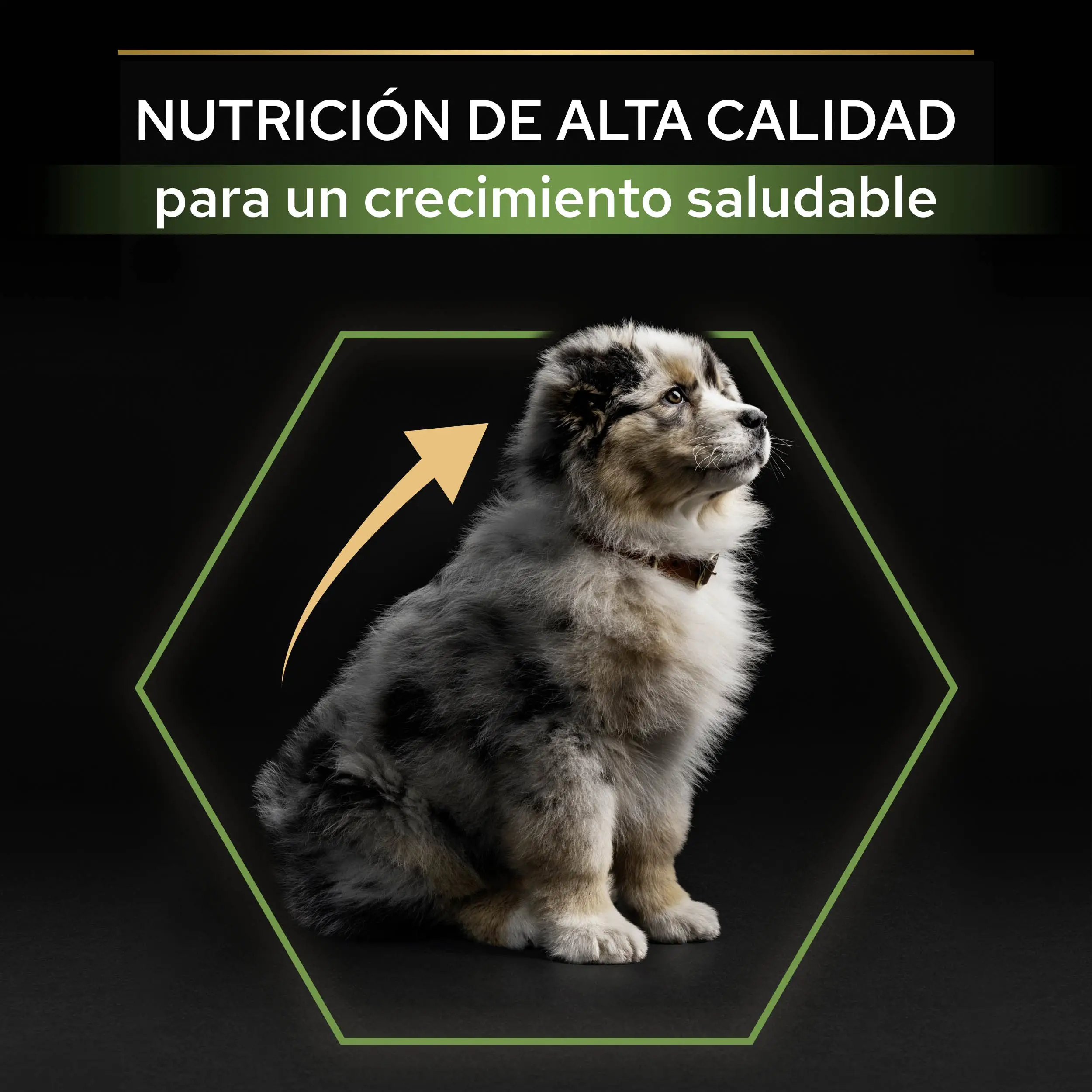 Pro Plan Dog Medium Puppy Start Pollo Pienso para Cachorros - Image 9
