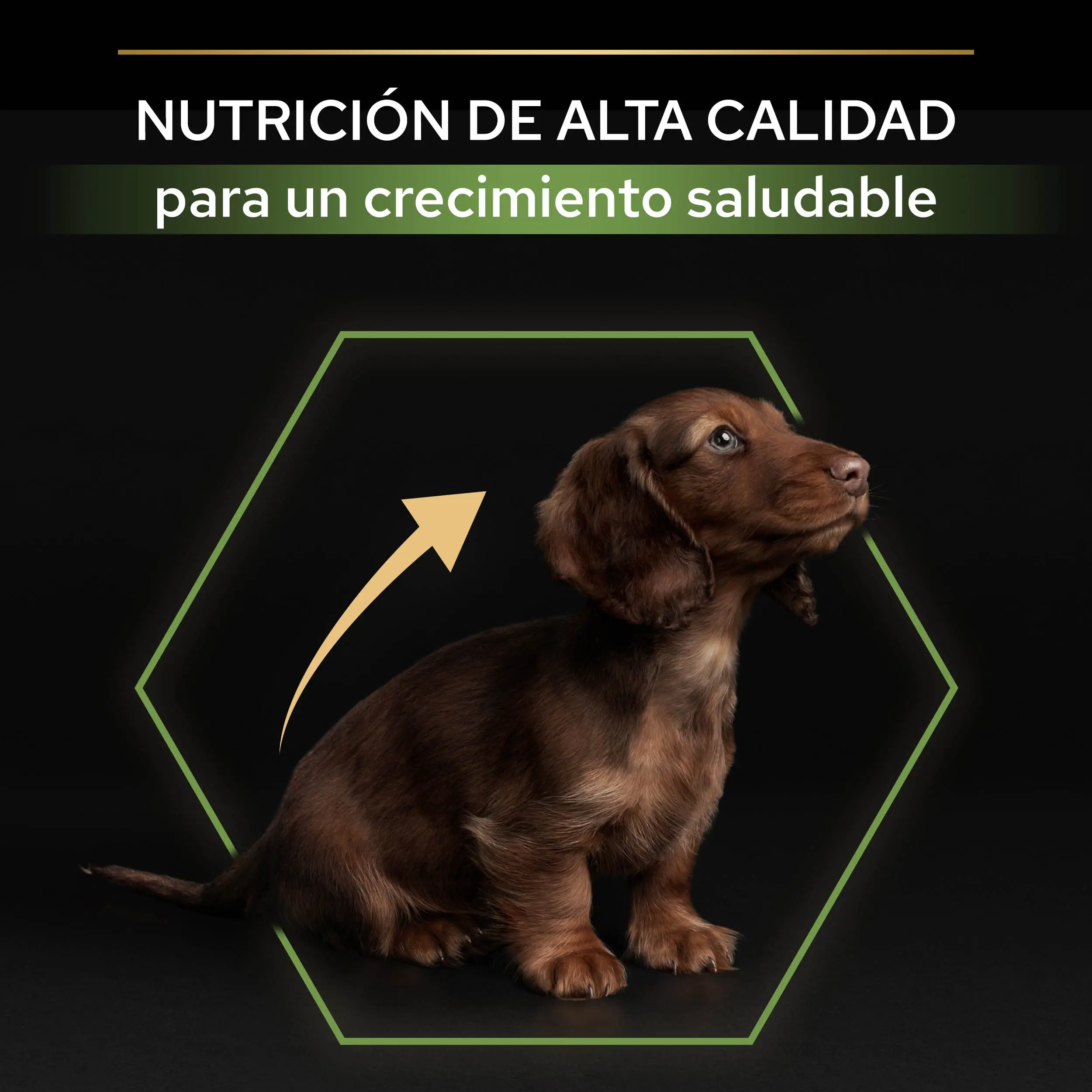 Pro Plan Dog Puppy Small & Mini Healthy Start Pollo Pienso para Cachorros - Image 5