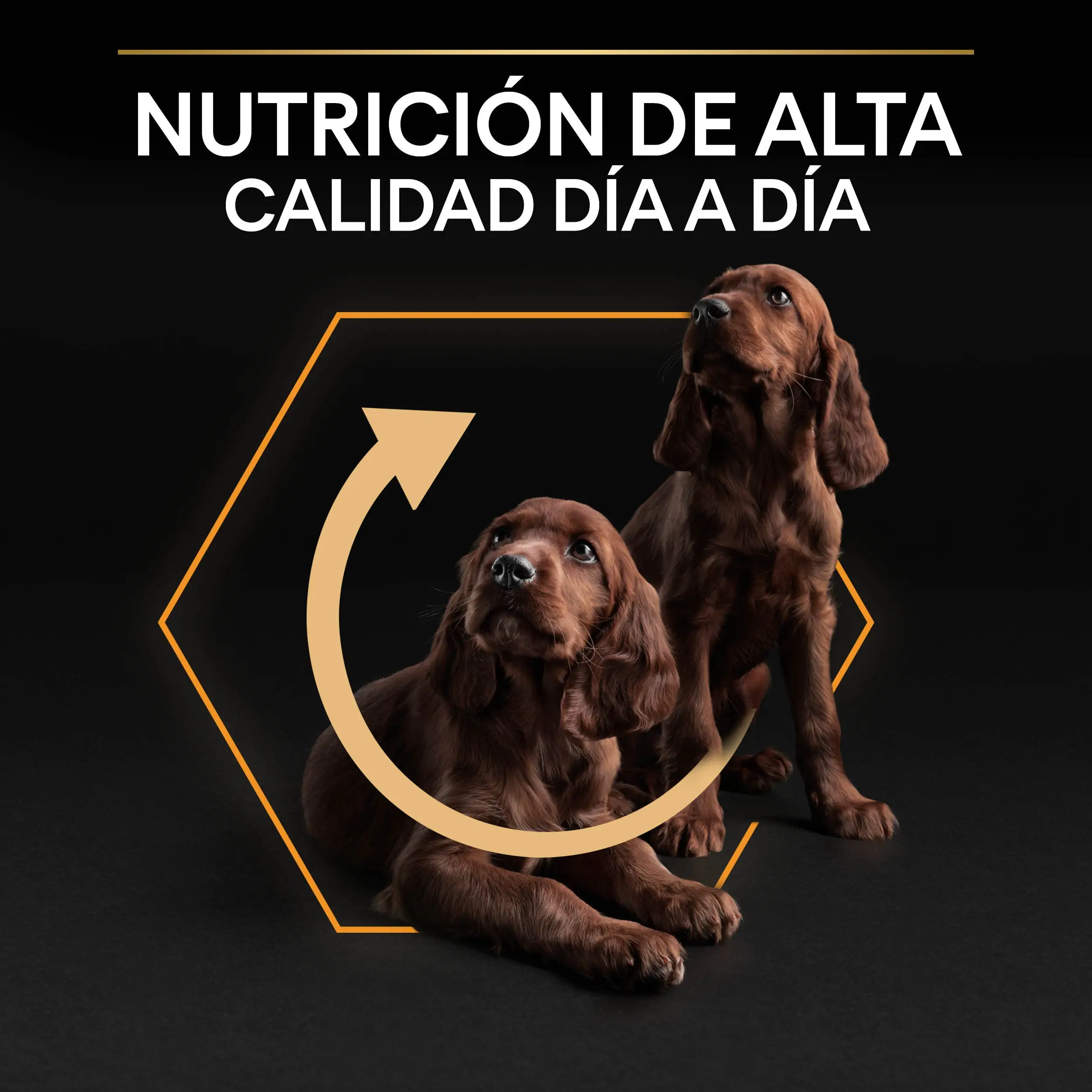 Pro Plan Dog Small y Mini Adult Pollo Pienso para Perros - Image 9