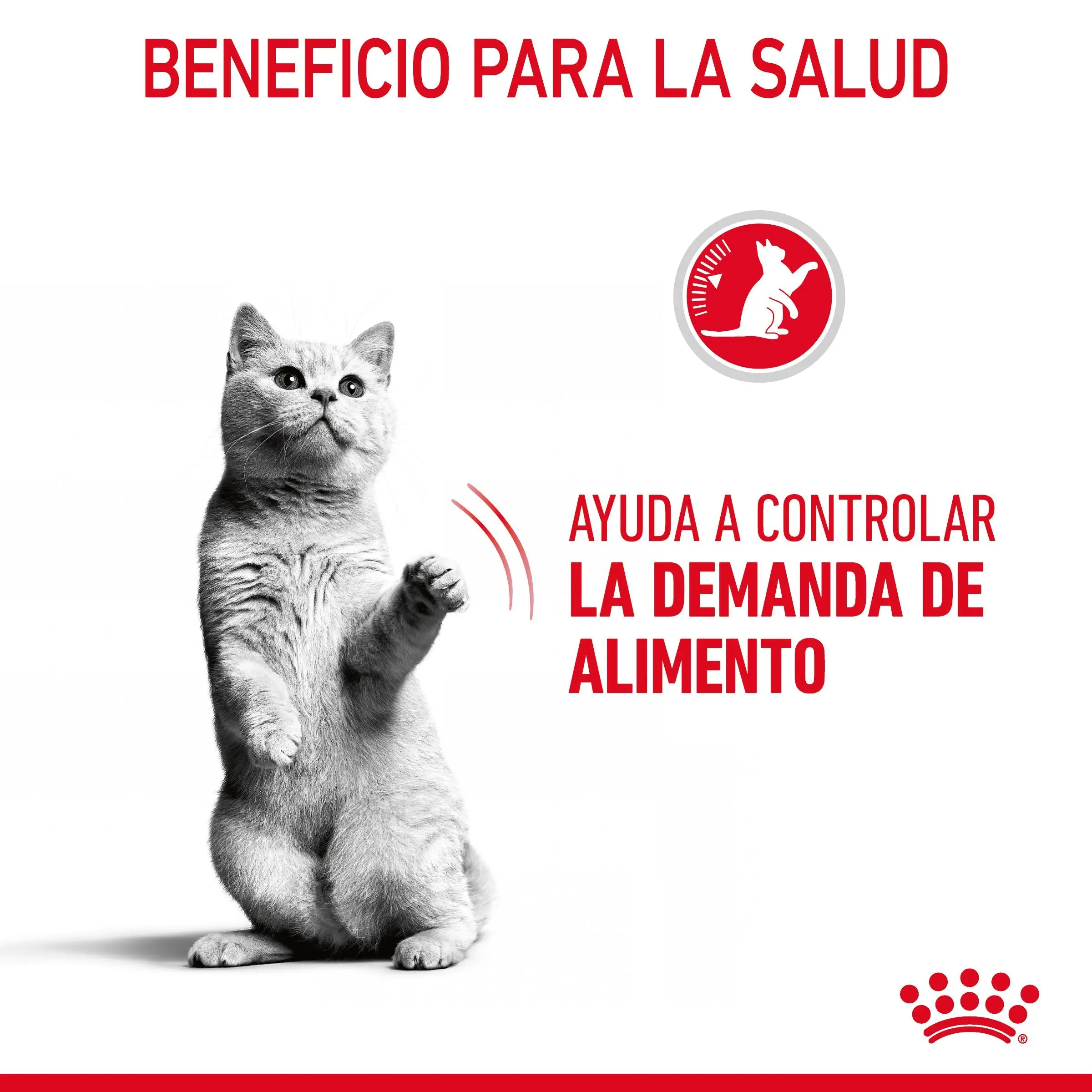 Royal Canin Appetite Control Pienso para Gatos - Image 11