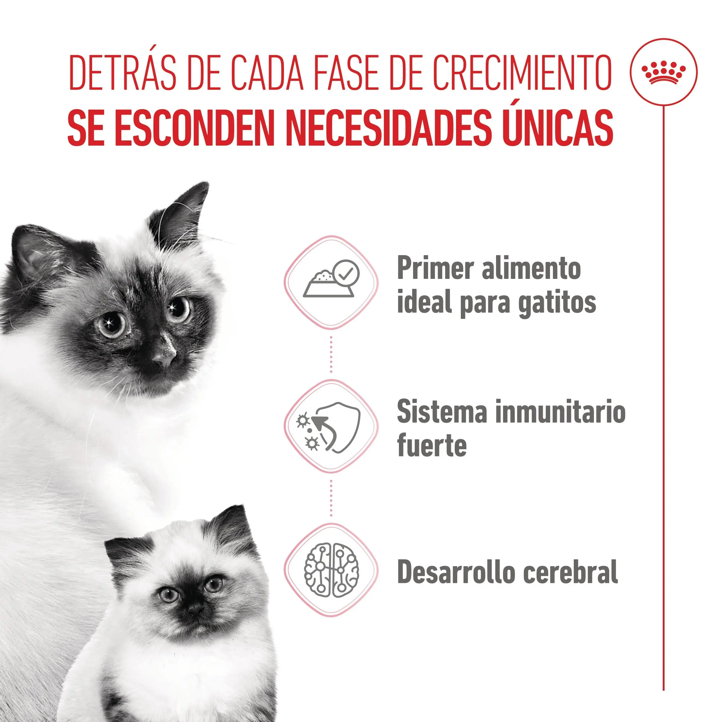 Royal Canin Mother & Babycat 195 g Mousse para Gatitos y Gatas Embarazadas o en Lactancia - Image 6