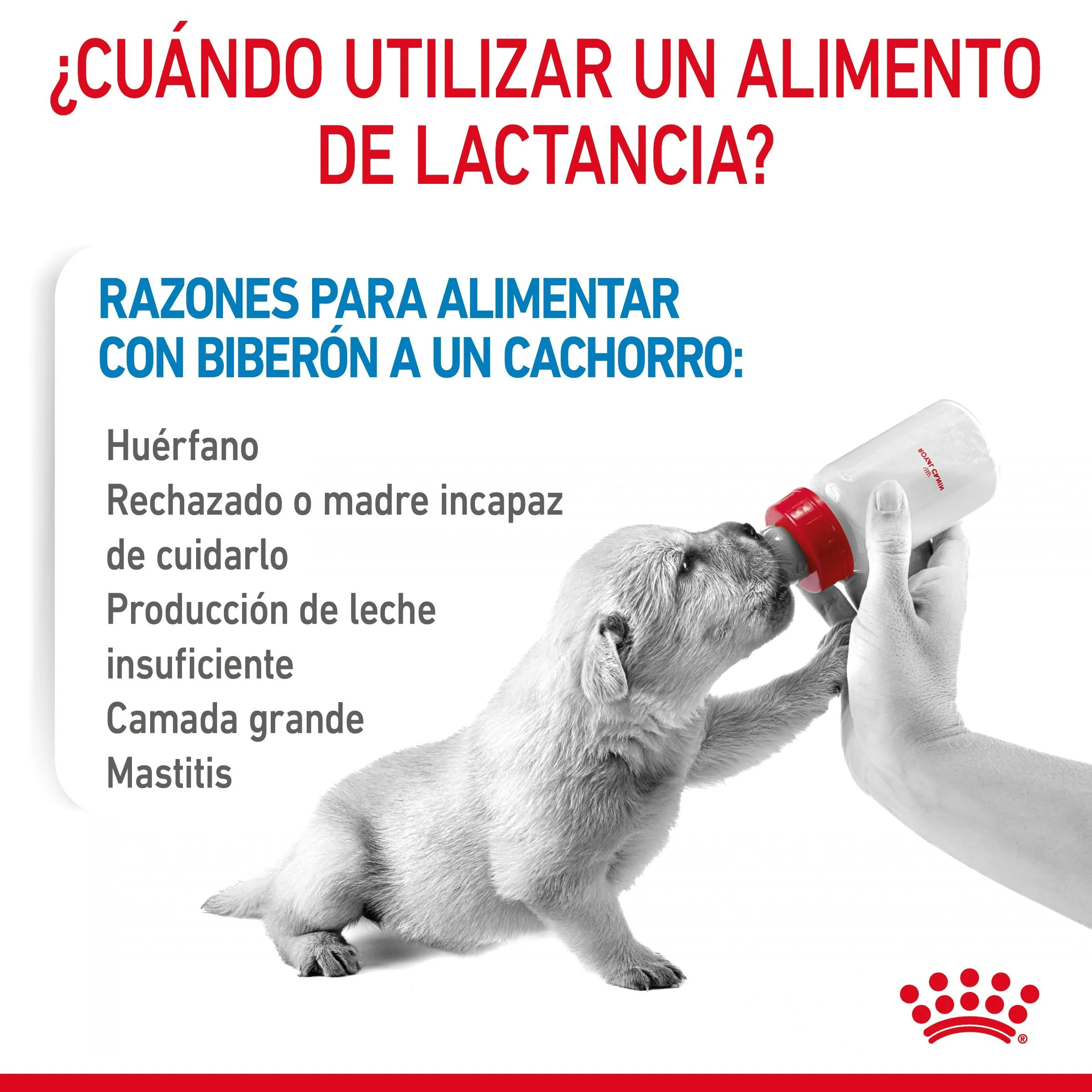 Royal Canin Babydog Milk Leche en Polvo para Cachorros - Image 7