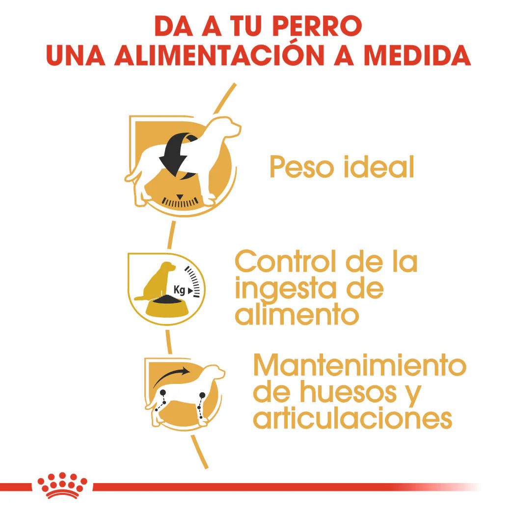 Royal Canin Beagle, Adulto - Image 4