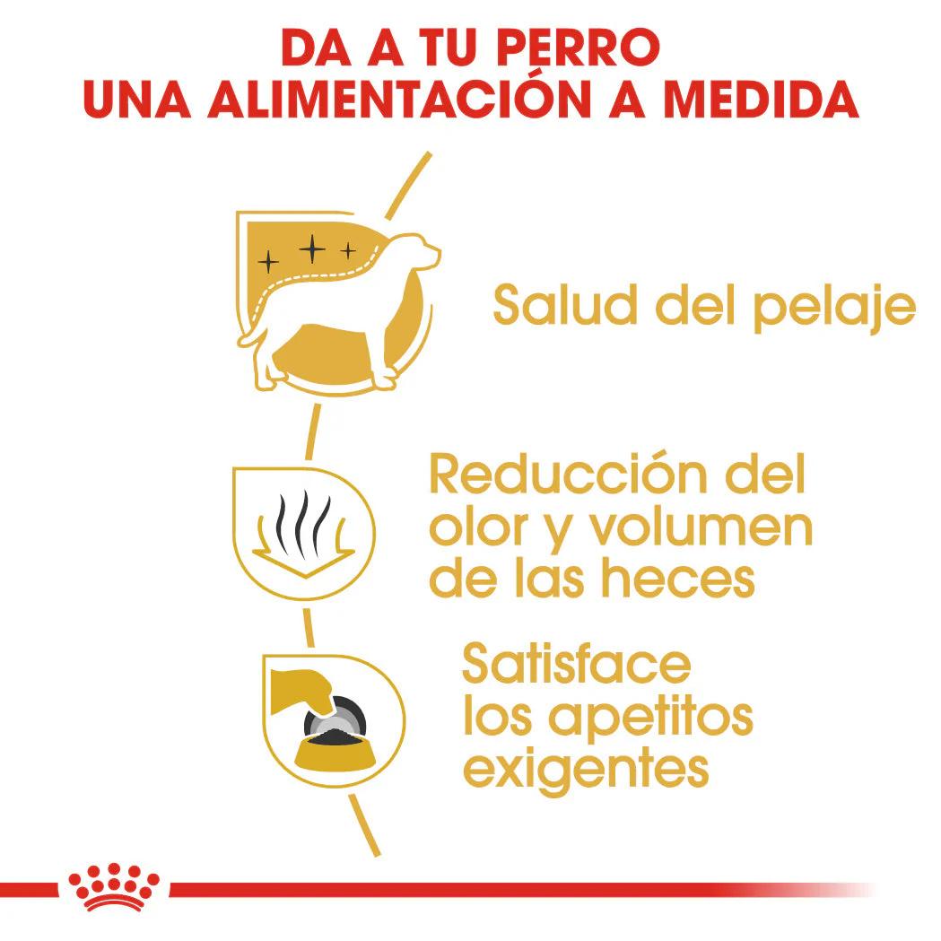 Royal Canin Bichón Maltés Pienso para Perros Adultos de Raza - Image 4