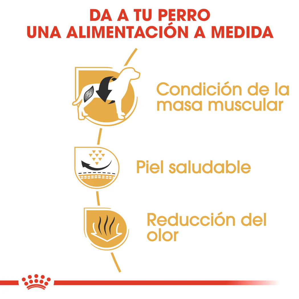 Royal Canin Bulldog Francés Pienso para Perros Adultos de Raza - Image 3