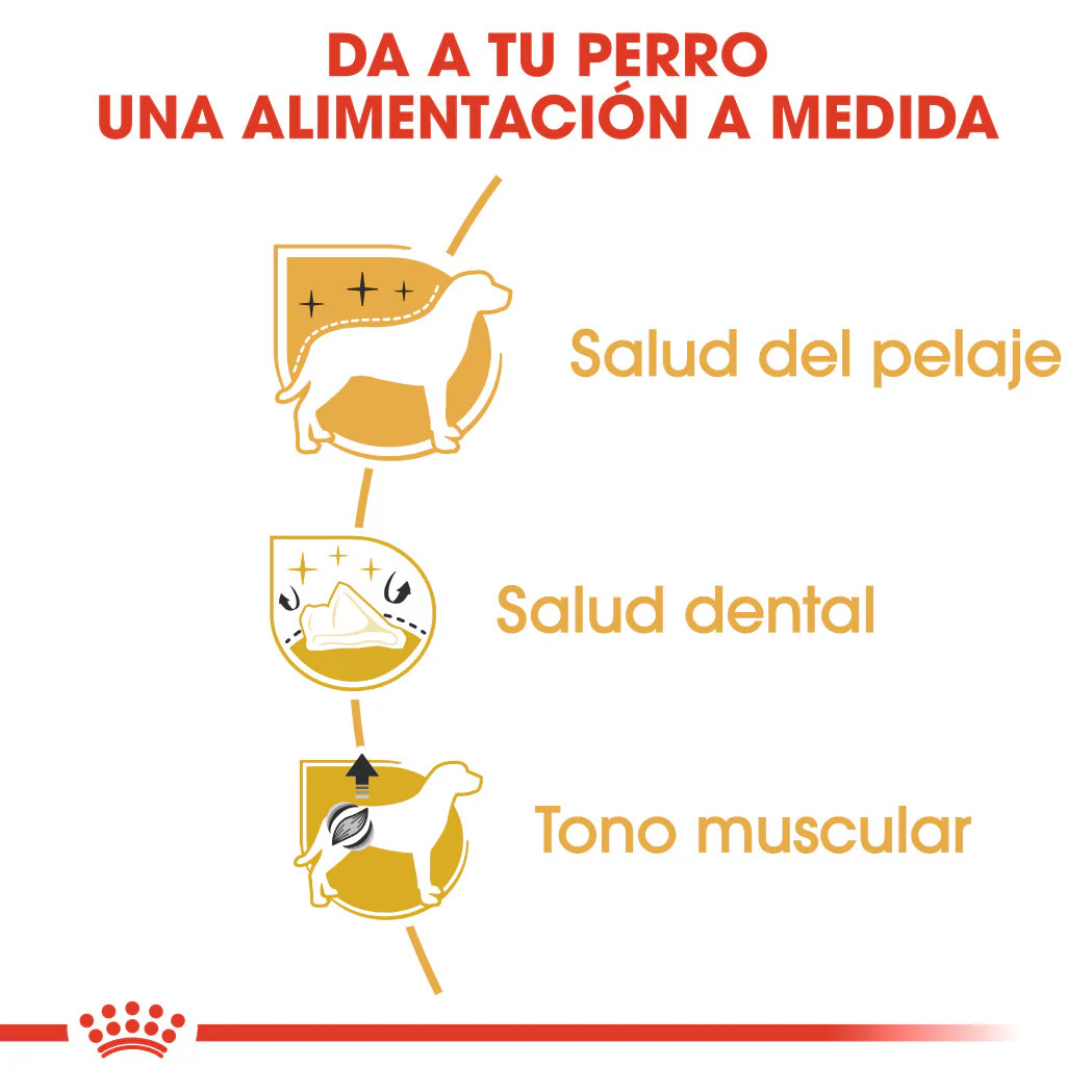 Royal Canin Caniche Poodle Pienso para Perros de Raza - Image 3