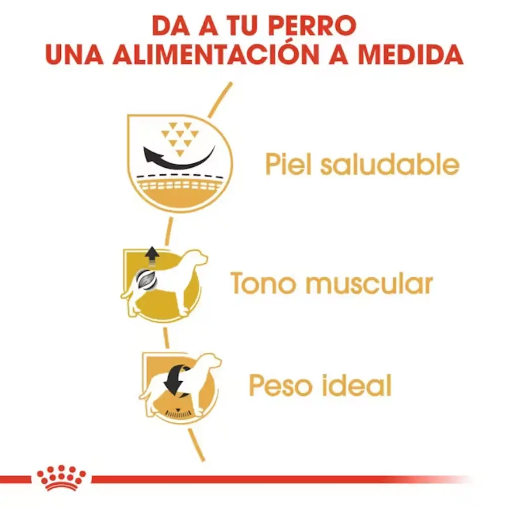 Royal Canin Carlino Pug Pienso para Perros de Raza - Image 2