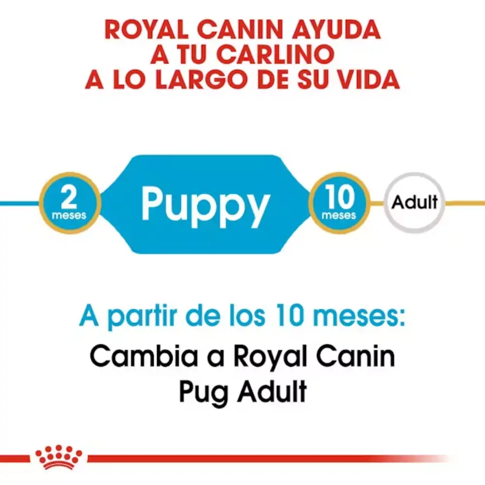 Royal Canin Carlino Pug Puppy 1,5 kg - Image 5