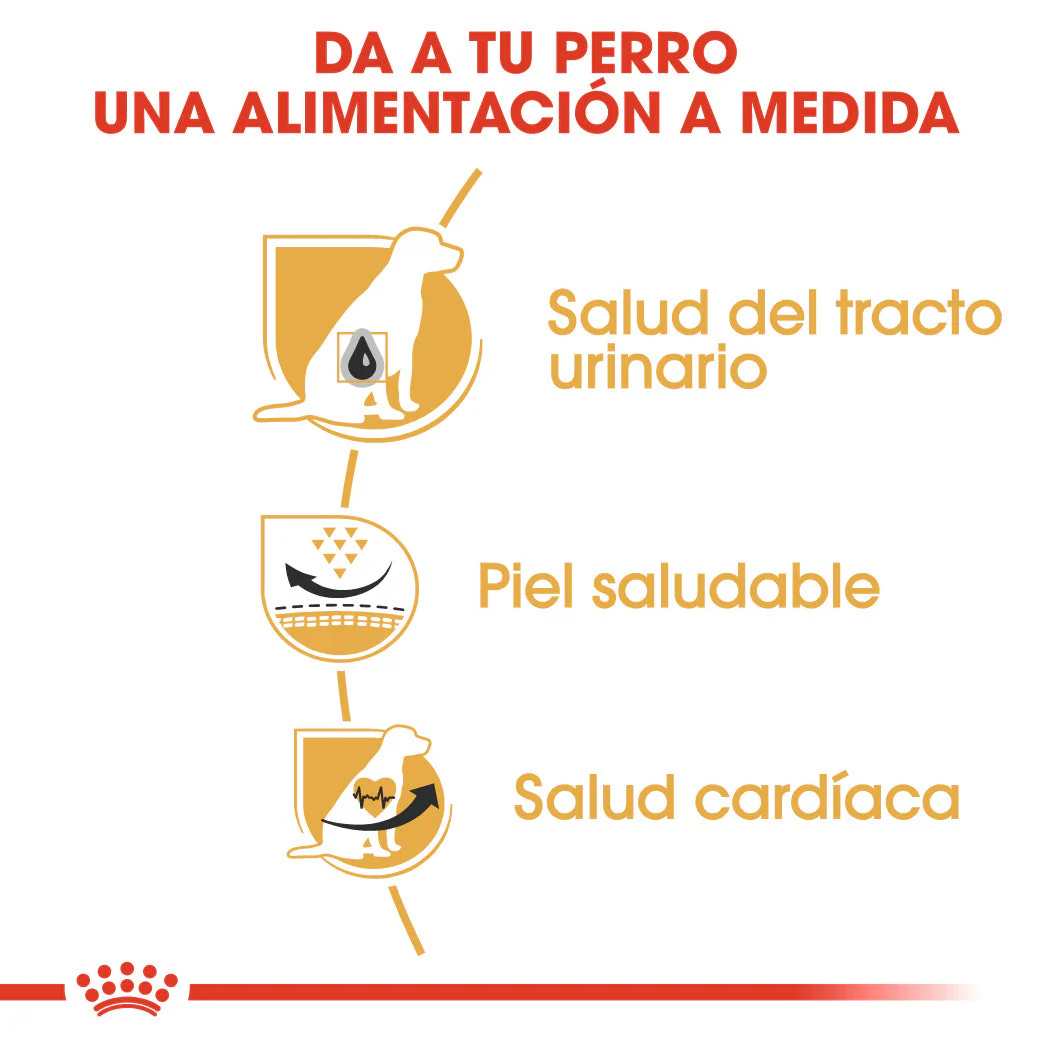 Royal Canin Dálmata Pienso para Perros Adultos de Raza 12 kg - Image 2