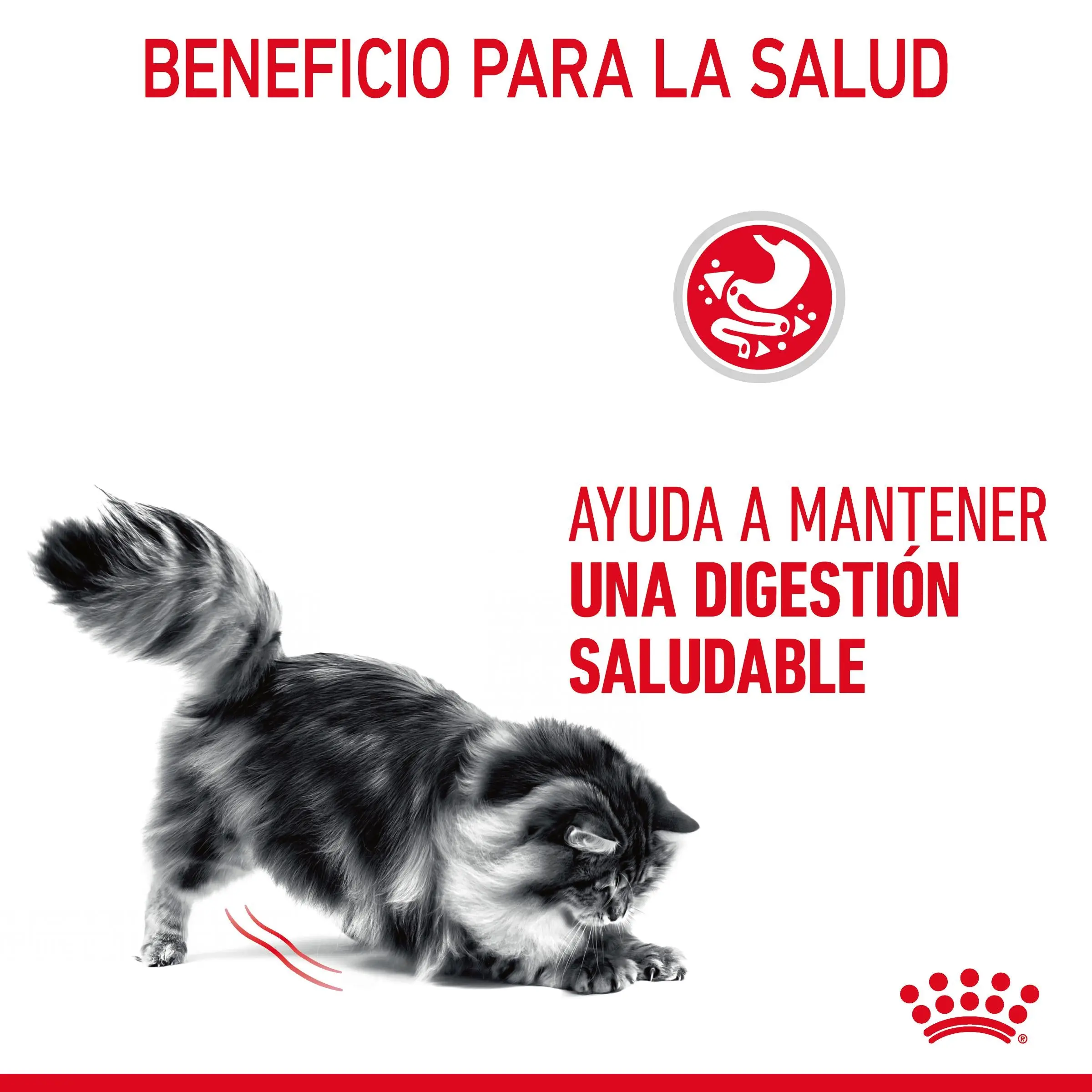 Royal Canin Digestive Care Finas Láminas en Salsa 85 g Húmedo para Gatos - Image 6