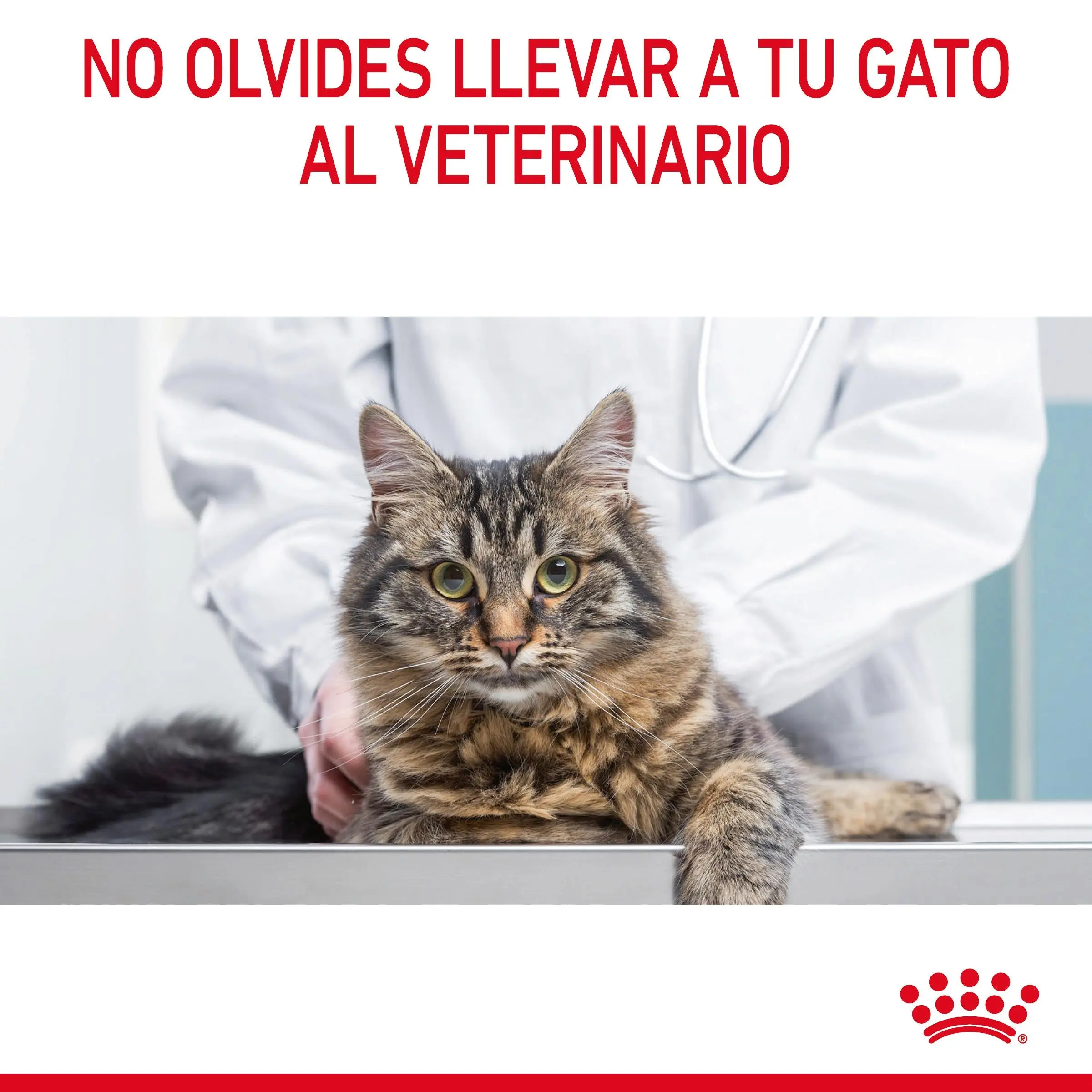 Royal Canin Digestive Care Pienso para Gatos - Image 11