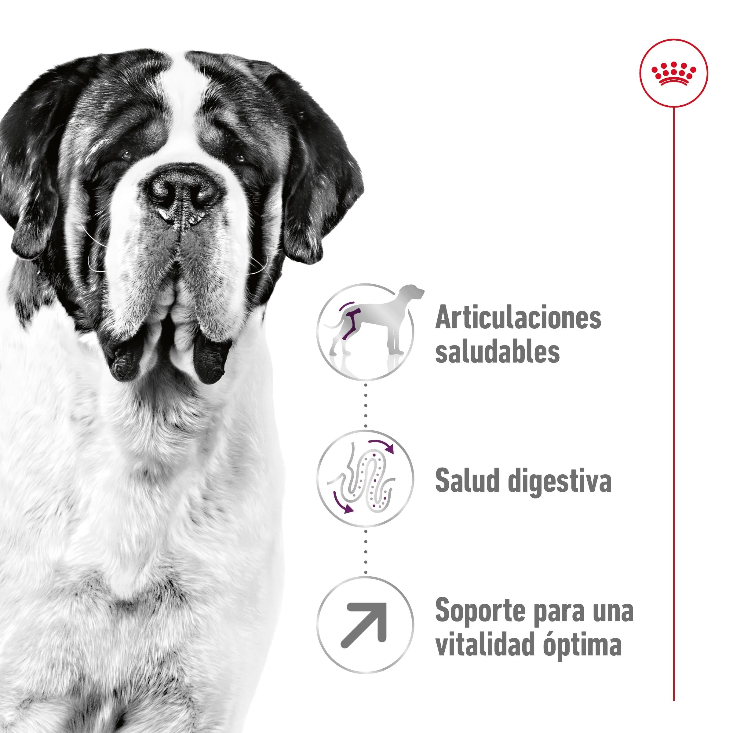 Royal Canin Giant Adult 15 kg Pienso para Perros - Image 3