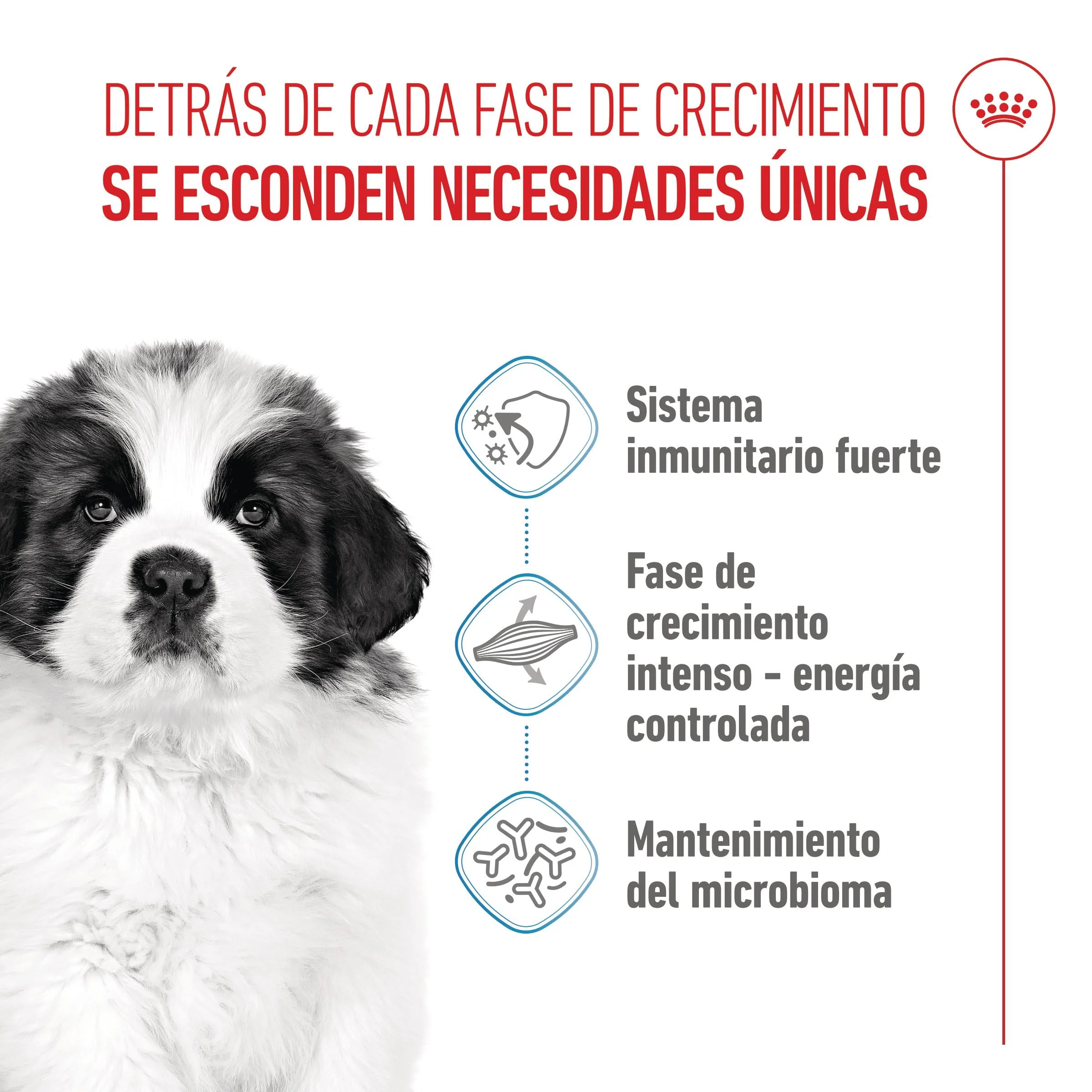 Royal Canin Giant Puppy Pienso para Cachorros de Raza Grande - Image 2