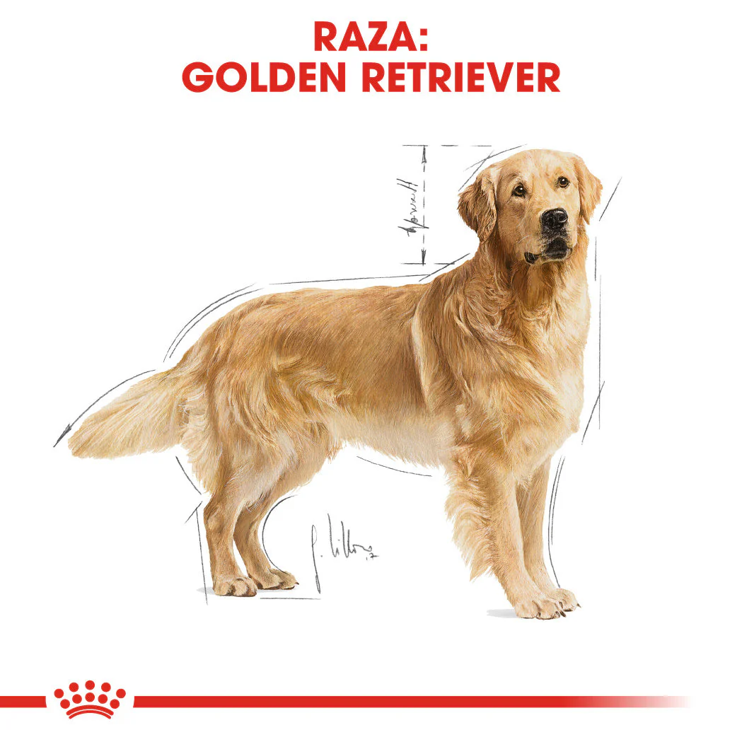 Royal Canin Golden Retriever Pienso para Perros de Raza - Image 2
