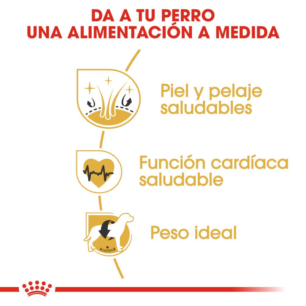 Royal Canin Golden Retriever Pienso para Perros de Raza - Image 3