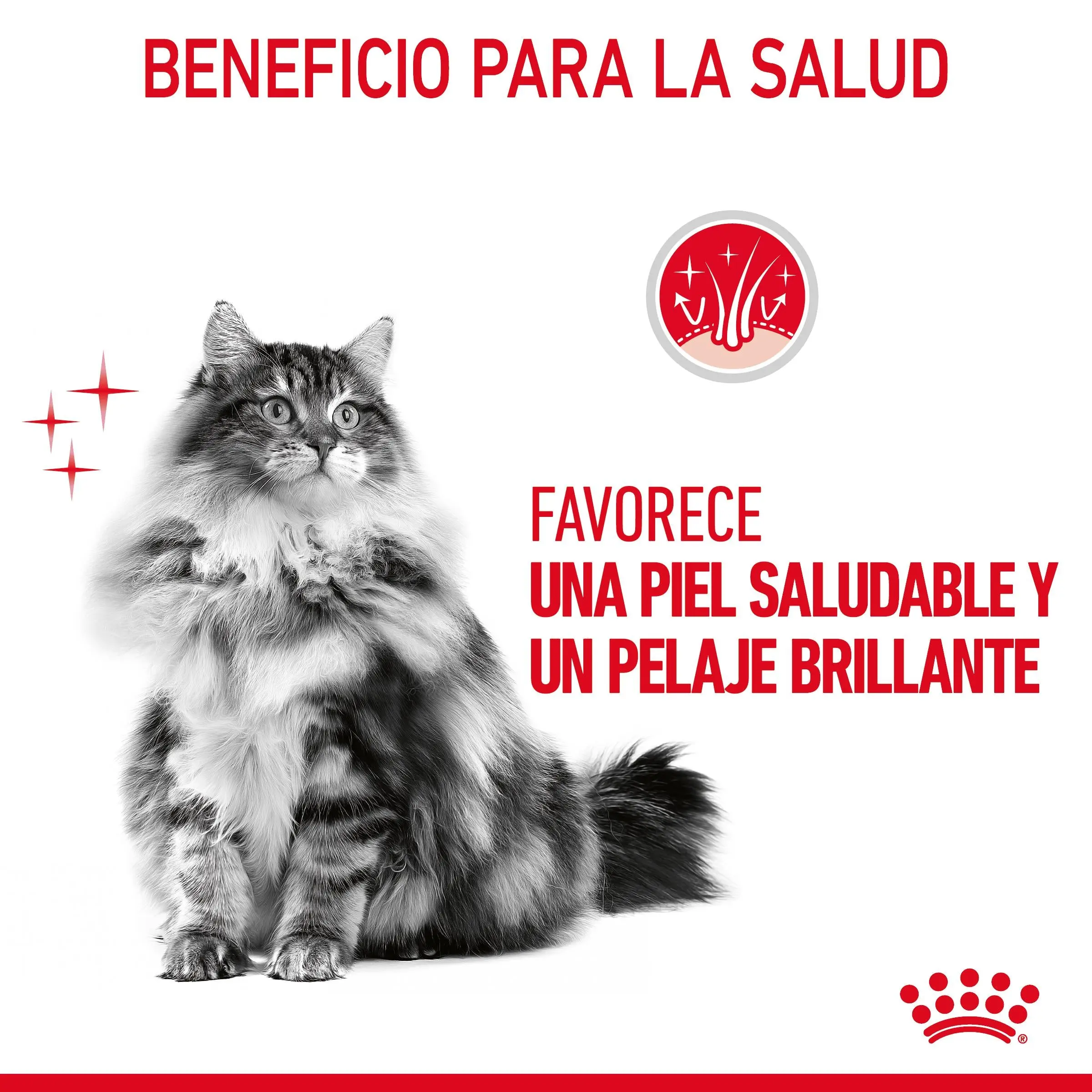 Royal Canin Hair & Skin Care Finas Láminas en Salsa 85 g Húmedo para Gatos - Image 3