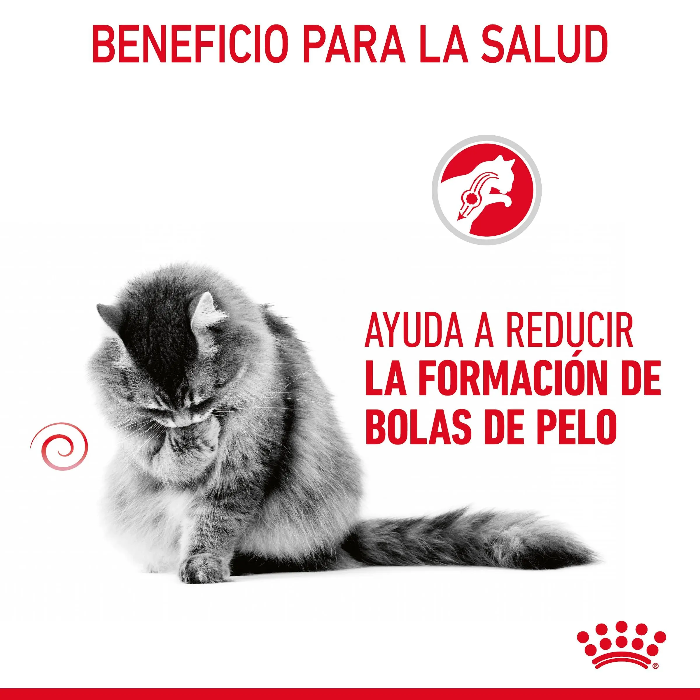 Royal Canin Hairball Care Finas Láminas en Salsa 85 g Húmedo para Gatos - Image 8