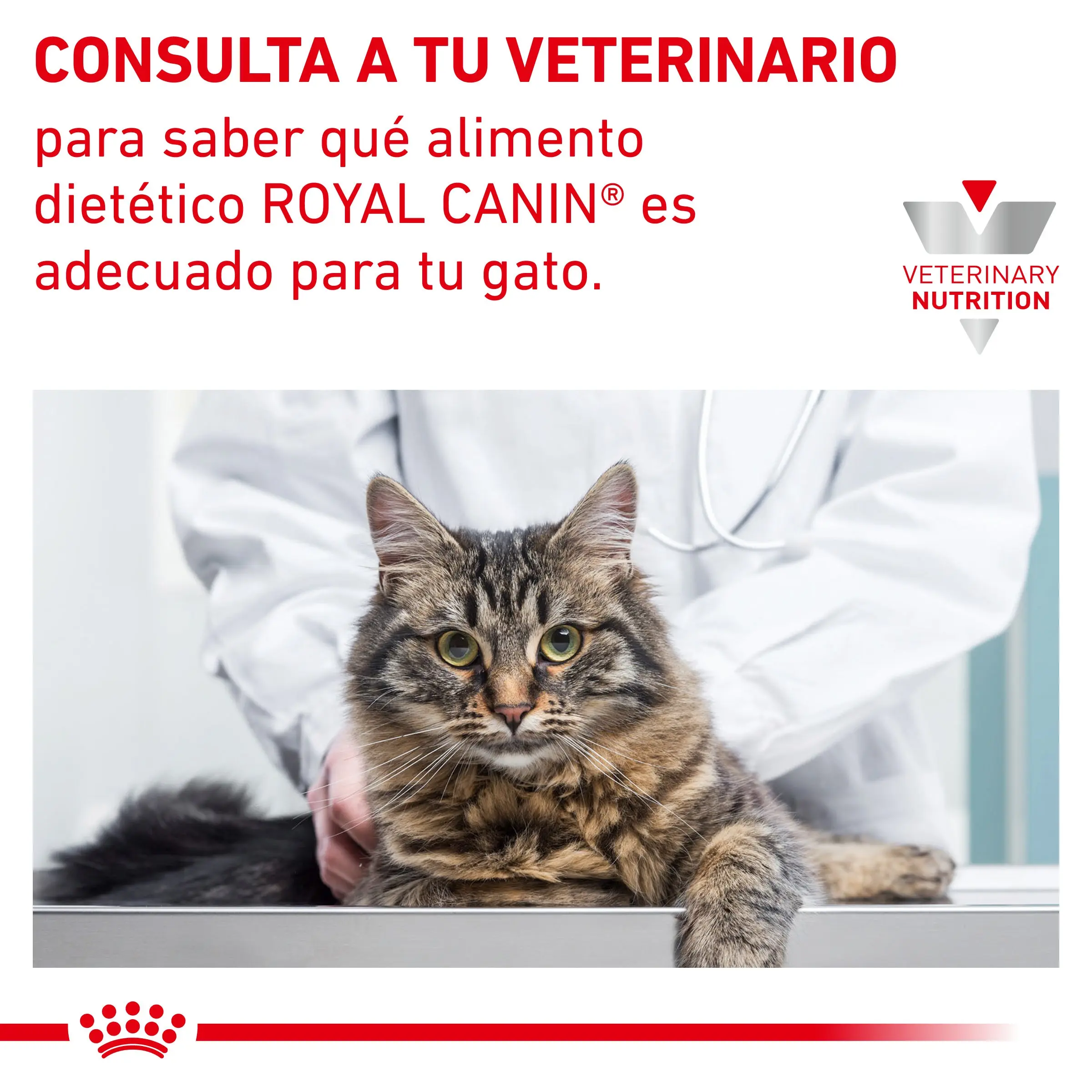 Royal Canin Veterinary Hypoallergenic Pienso para Gatos - Image 8