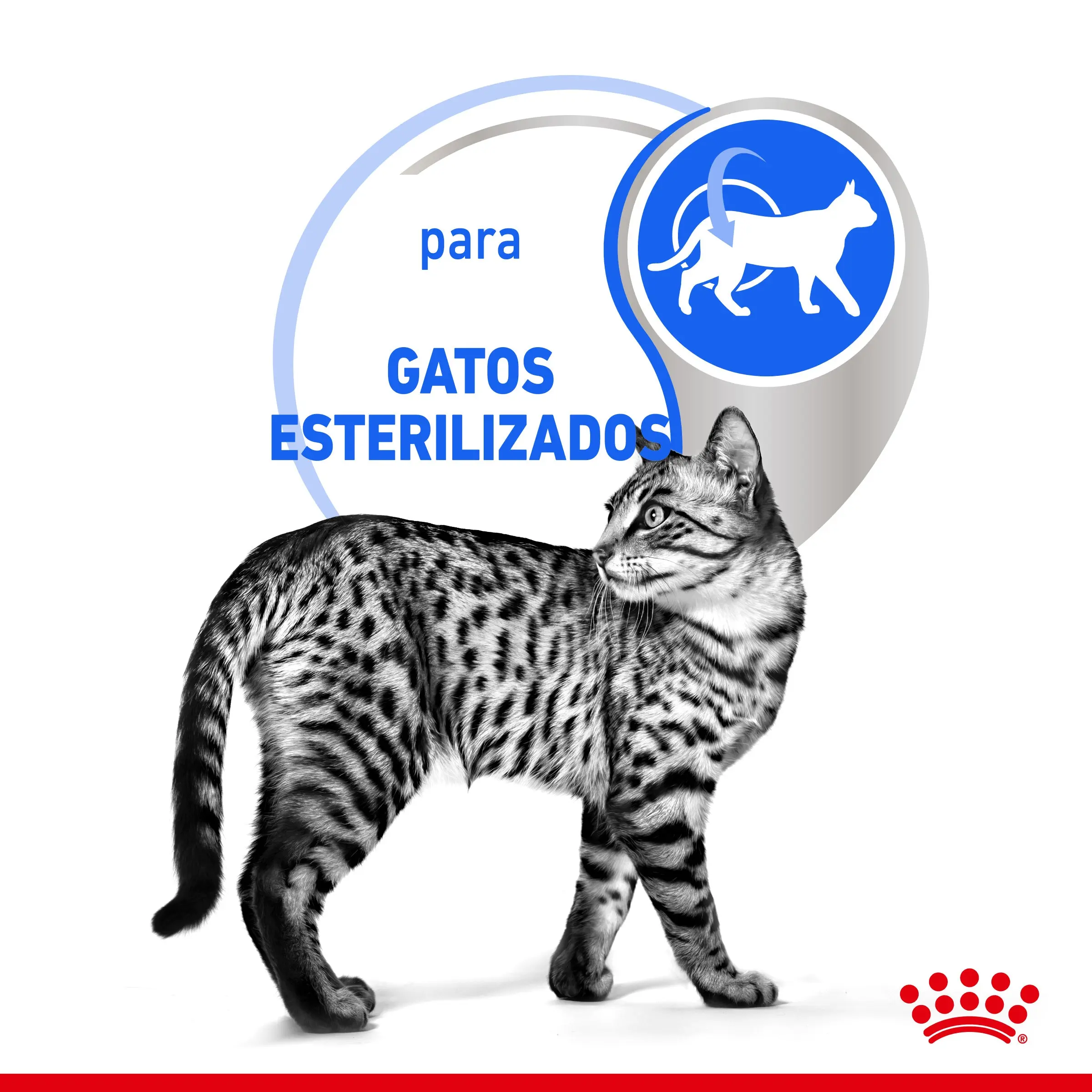 Royal Canin Indoor Sterilized 85 g Comida Húmeda en Salsa para Gatos - Image 4