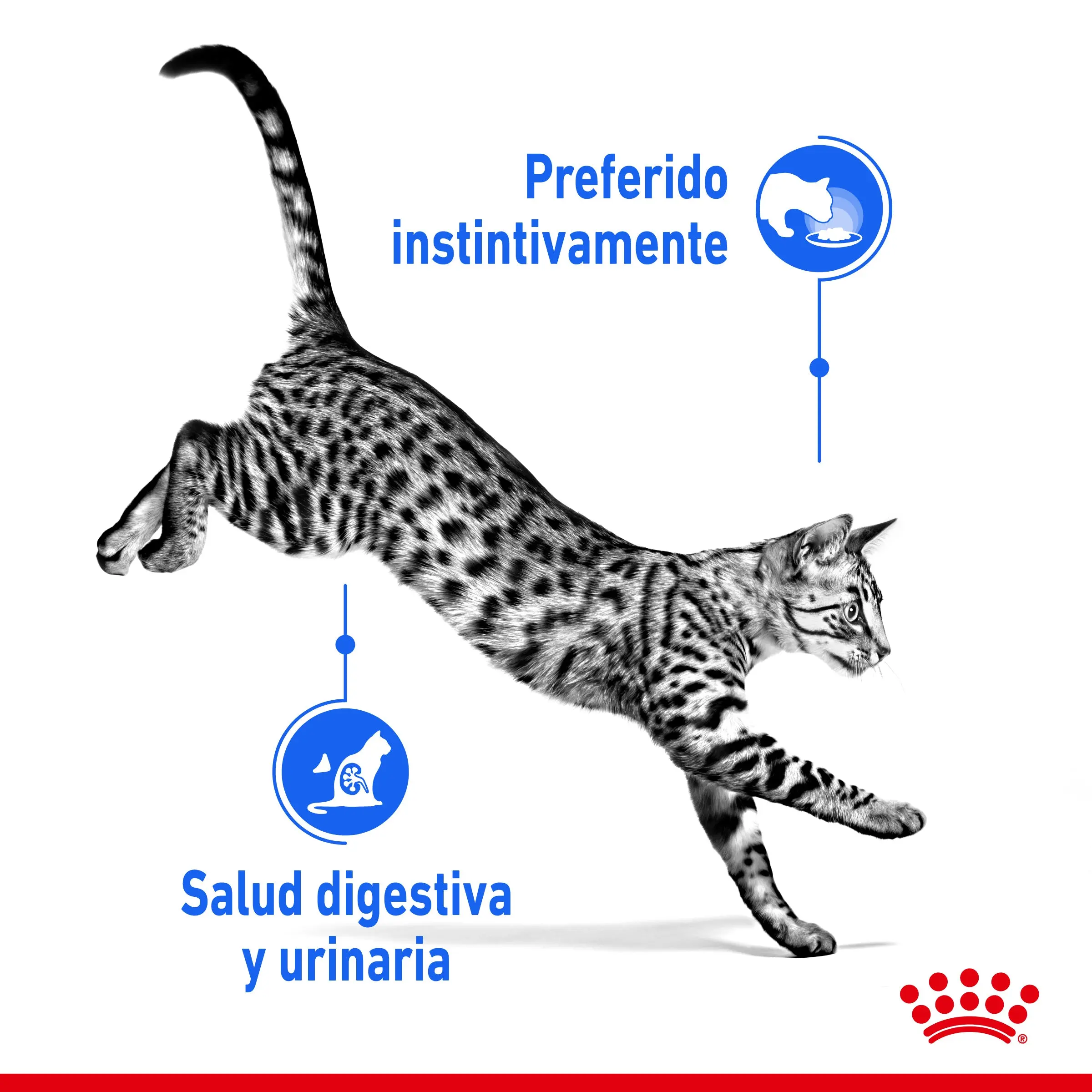 Royal Canin Indoor Sterilized 85 g Comida Húmeda en Salsa para Gatos - Image 5