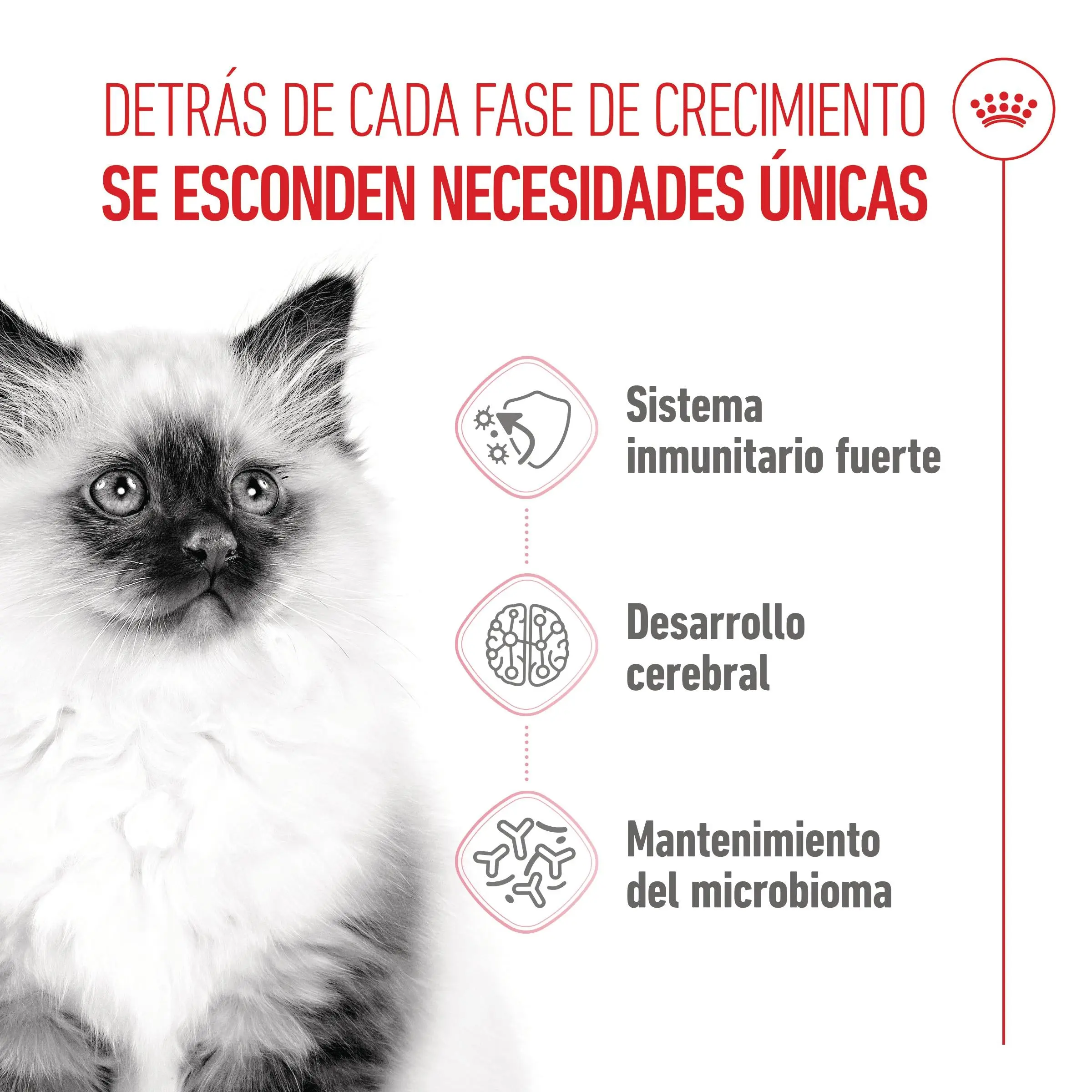 Royal Canin Kitten Pienso para Gatitos - Image 8