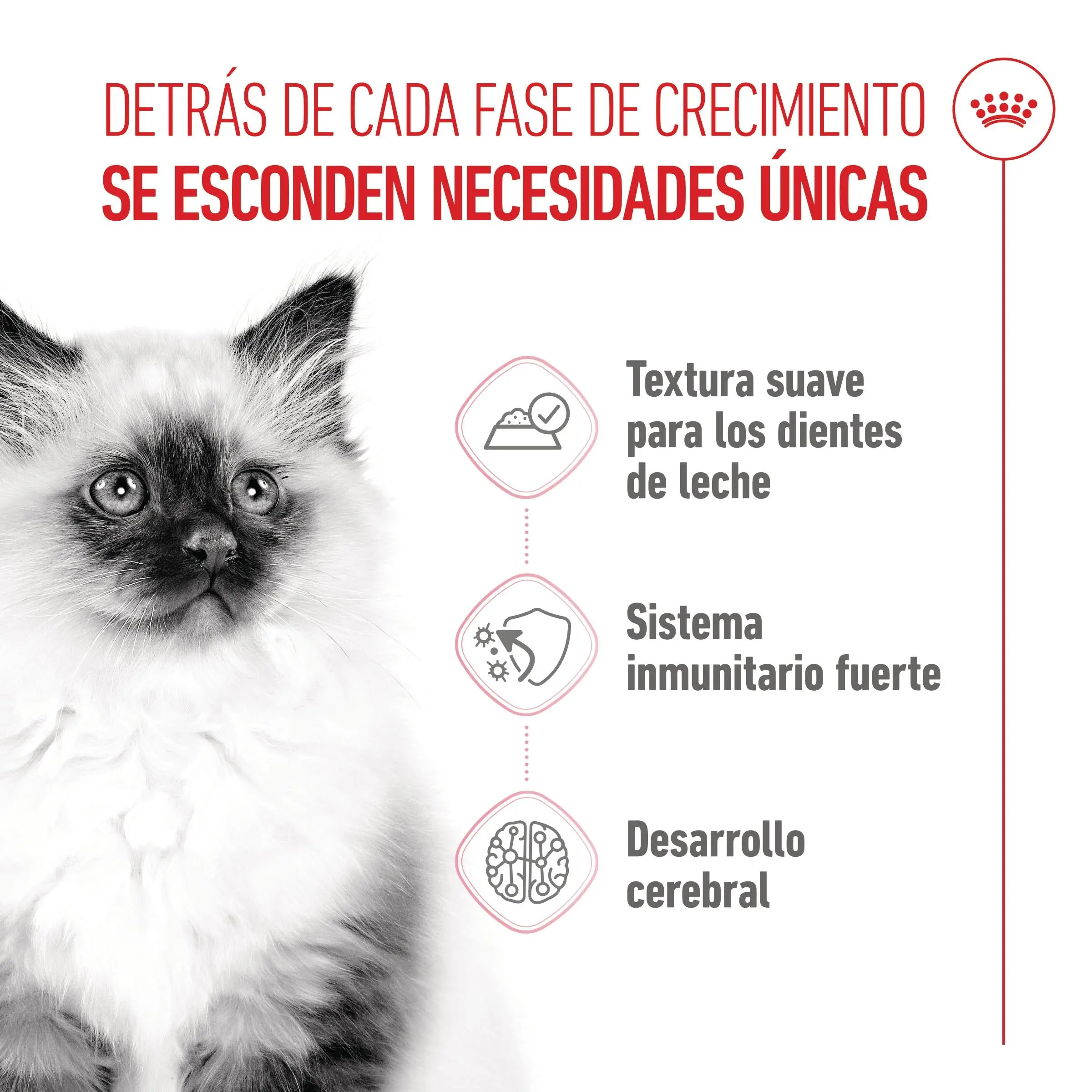 Royal Canin Kitten Húmedo 85 g para Gatos | Salsa, Gelatina o Paté - Image 5